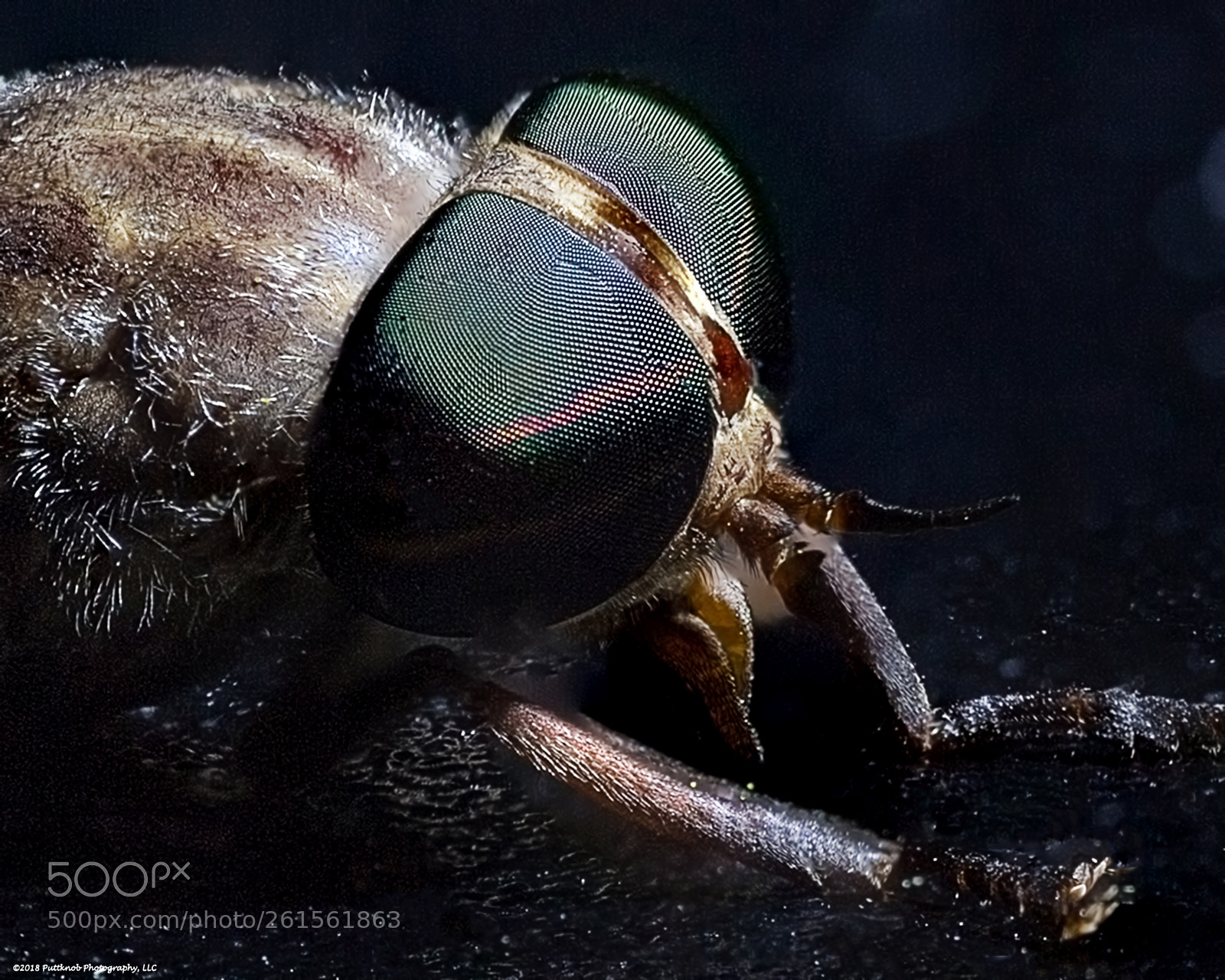 Canon EOS 6D sample photo. Louisiana horsefly 5 photography