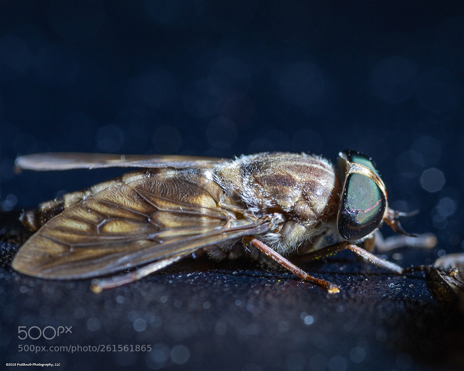 Canon EOS 6D sample photo. Louisiana horsefly 6 photography