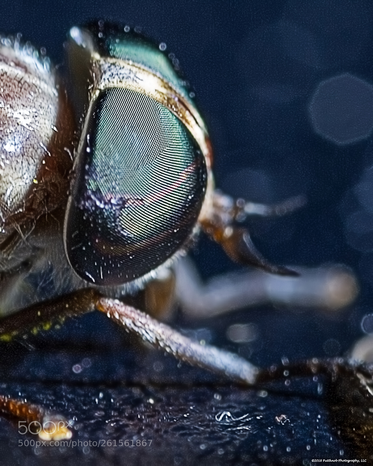 Canon EOS 6D sample photo. Louisiana horsefly 7 photography