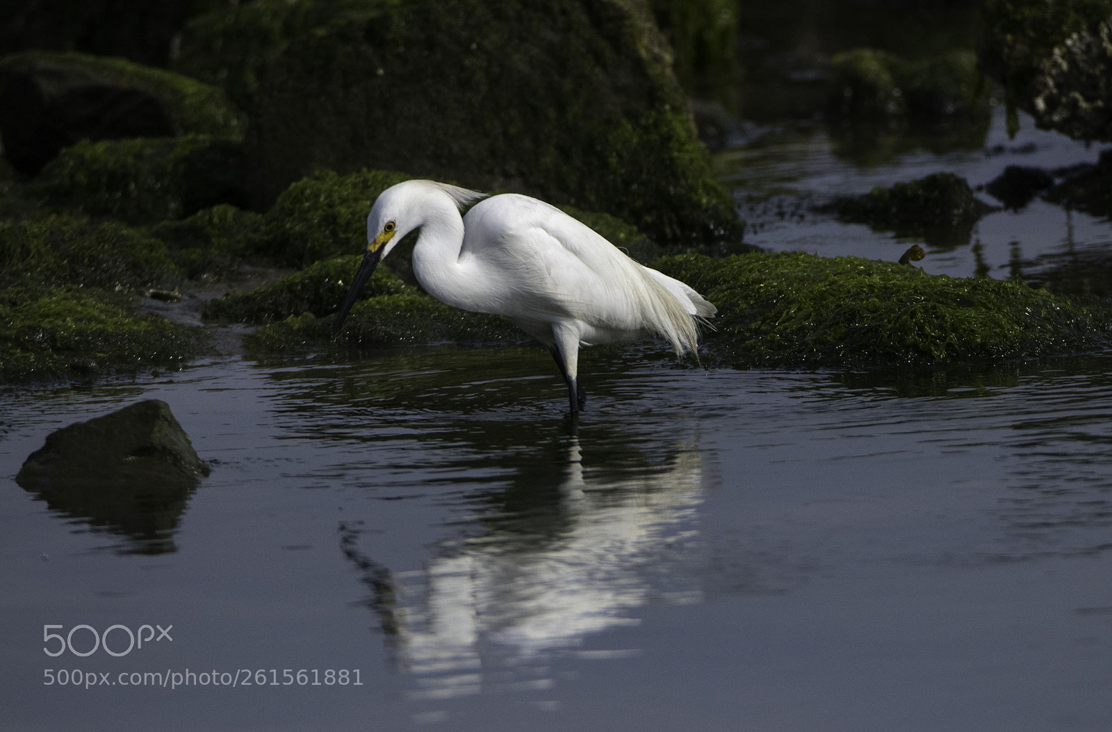 Canon EOS 80D sample photo. Egret in reflecttion photography