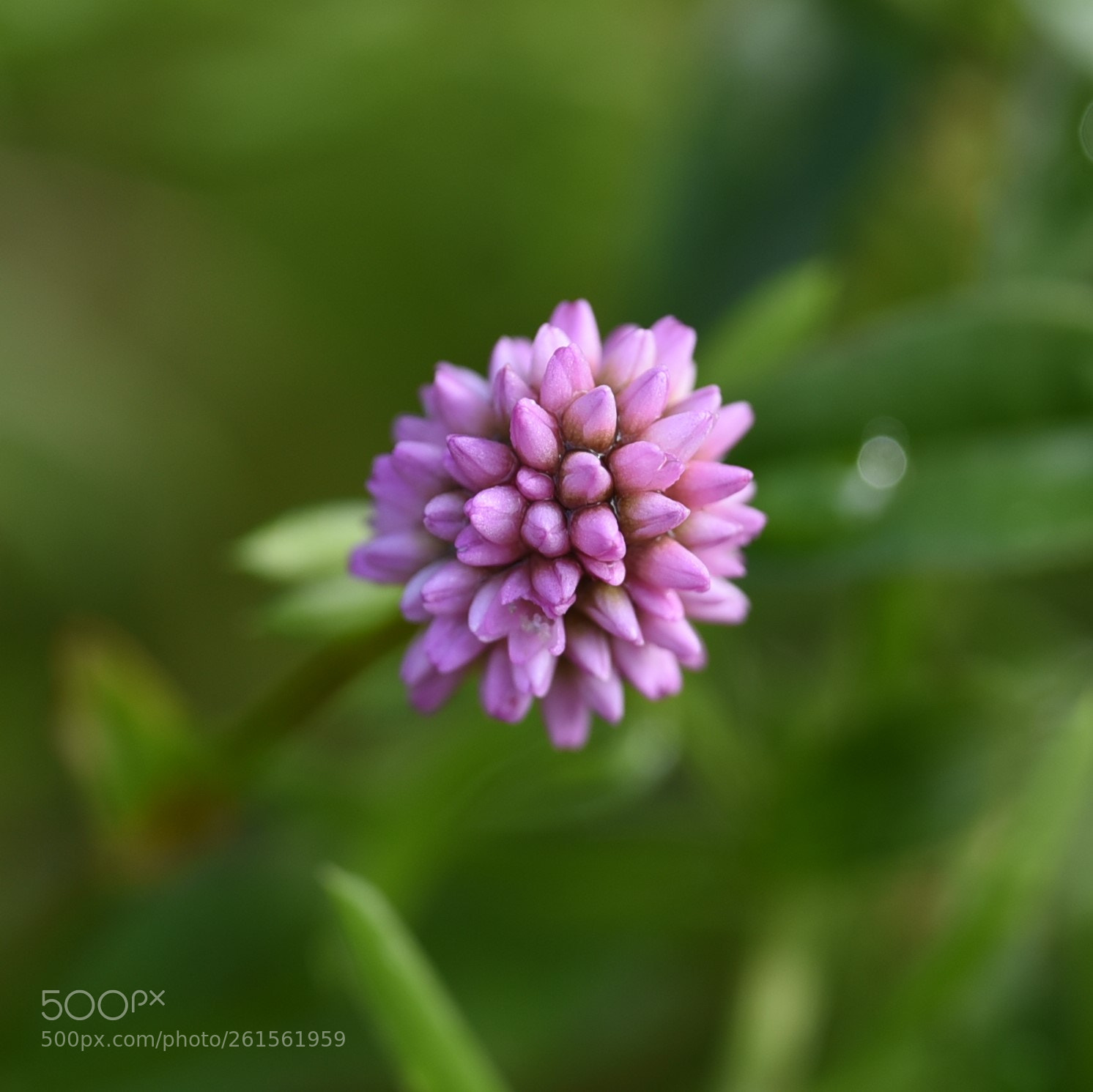 Nikon D750 sample photo. Seed photography