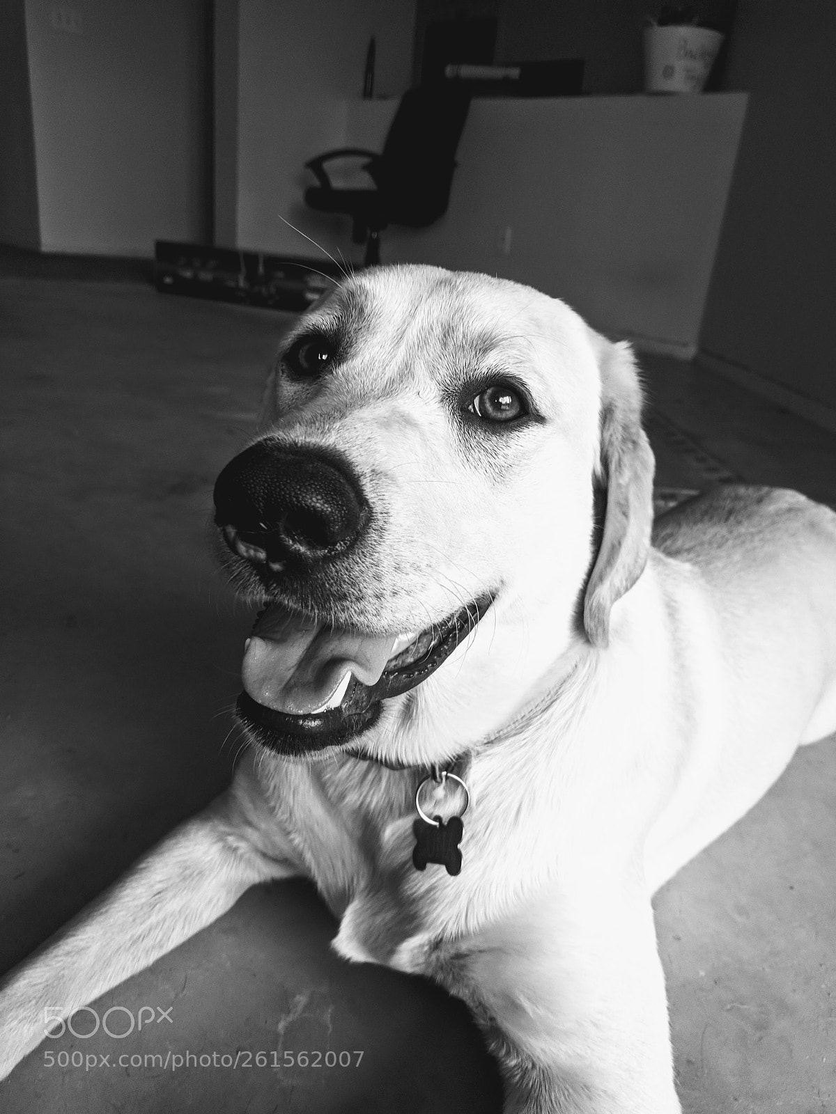 Google Pixel sample photo. A labadore retriever photography