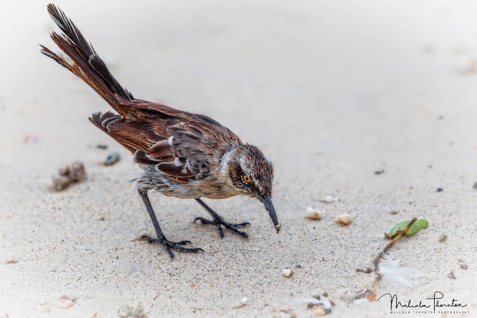 Canon EOS 5D Mark II sample photo. Galapagos mockingbird on darwin photography