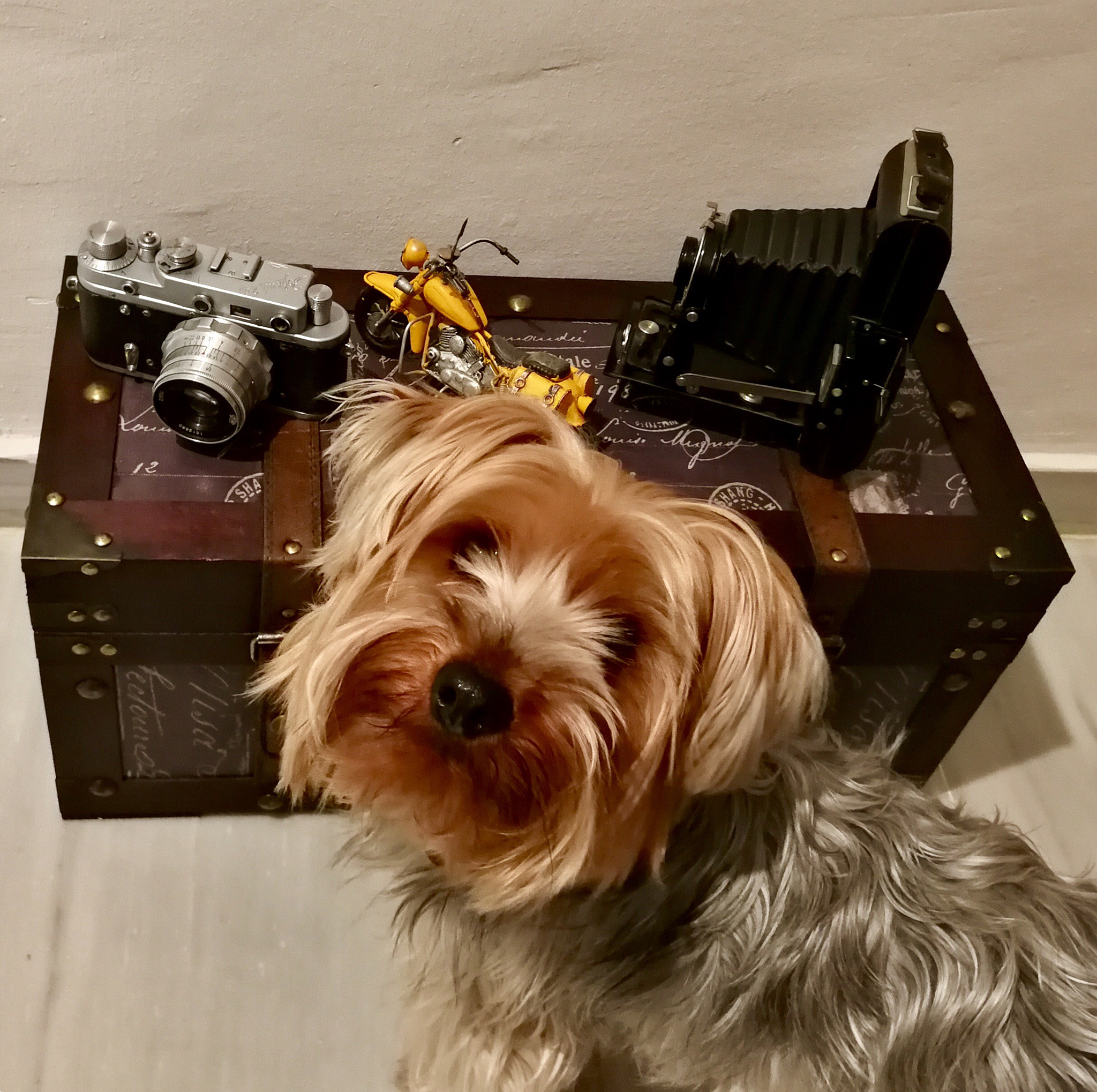 HUAWEI P10 Plus sample photo. Mi pequeño compañero. photography