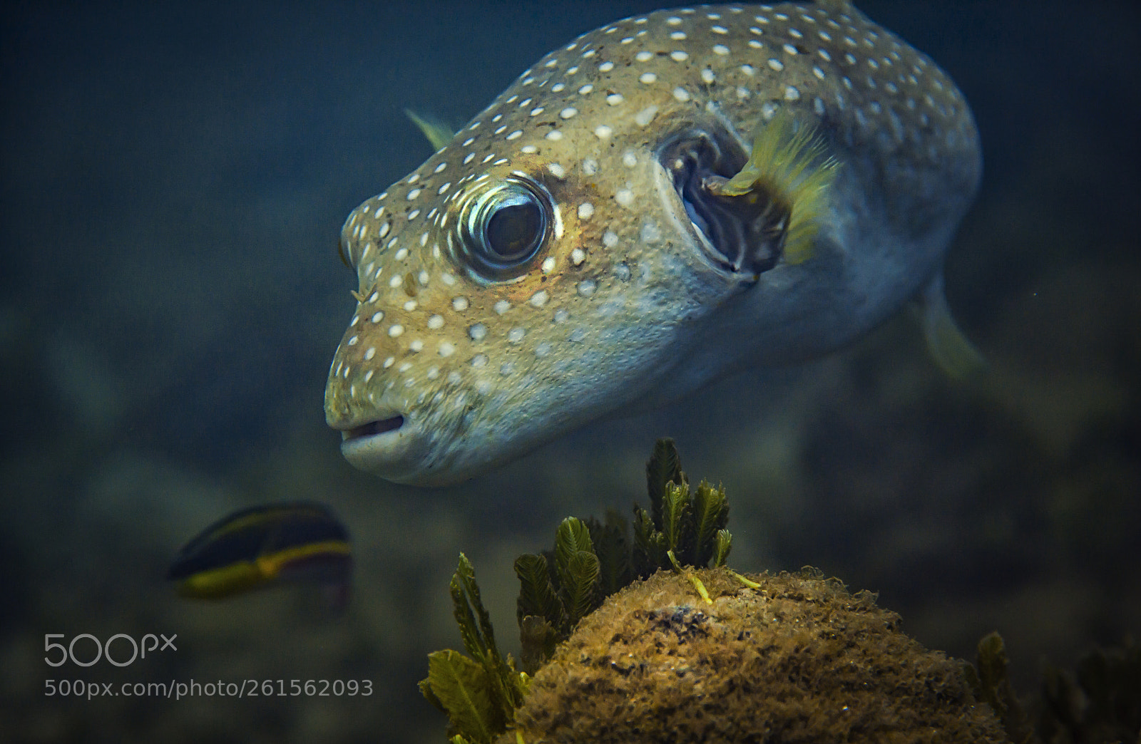 Canon EOS 5D Mark II sample photo. Costa rica under water photography