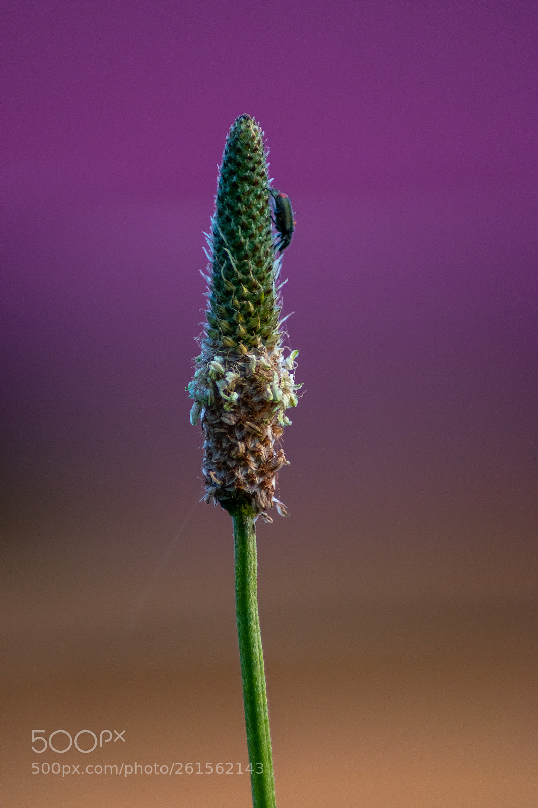 Nikon D5300 sample photo. Macro photography