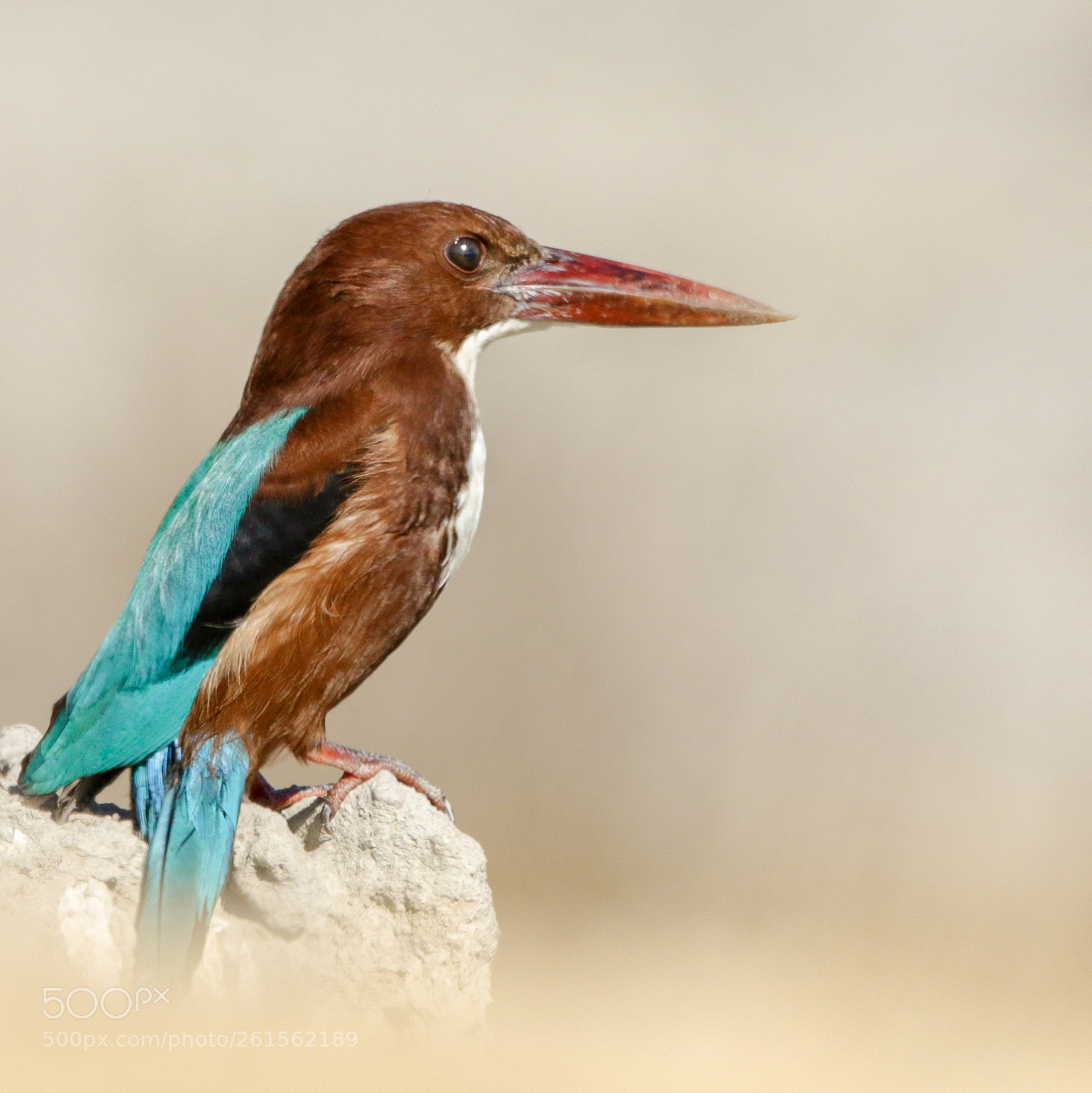 Canon EOS 7D Mark II sample photo. White throated kingfisher photography