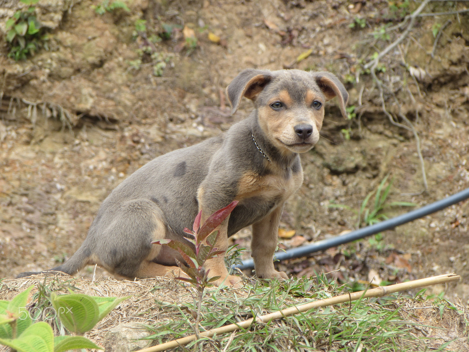 Canon PowerShot SX510 HS sample photo. Las gachas - watchful dog photography