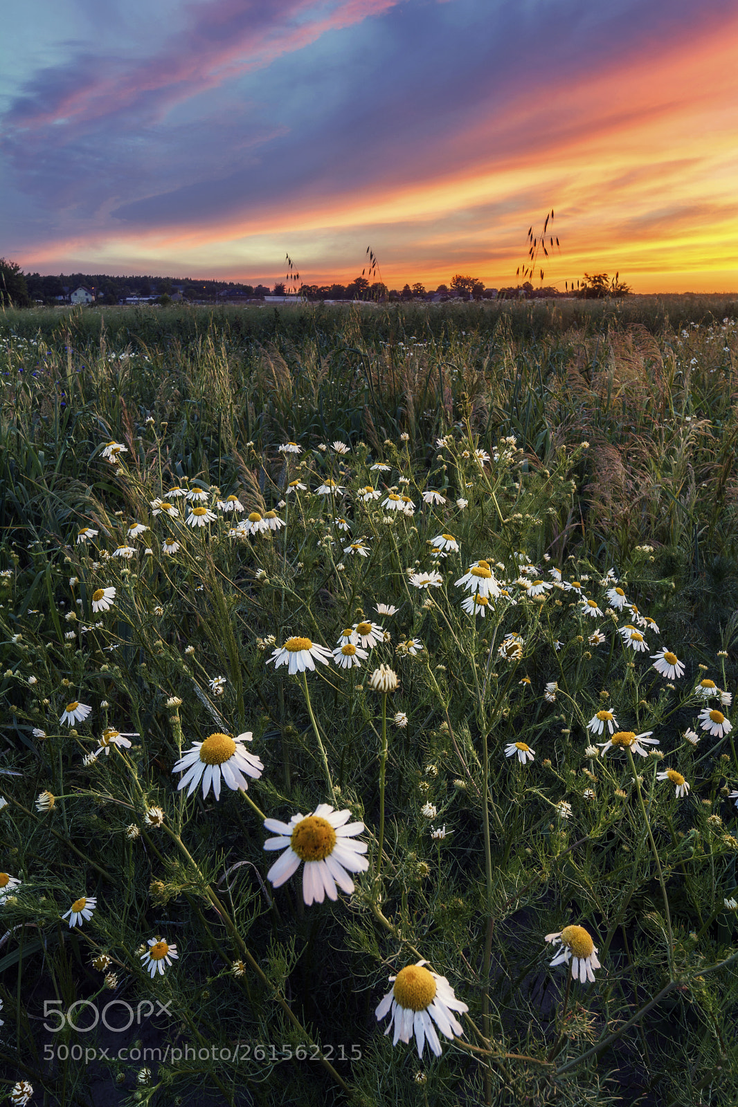 Nikon D5200 sample photo. Camomile photography