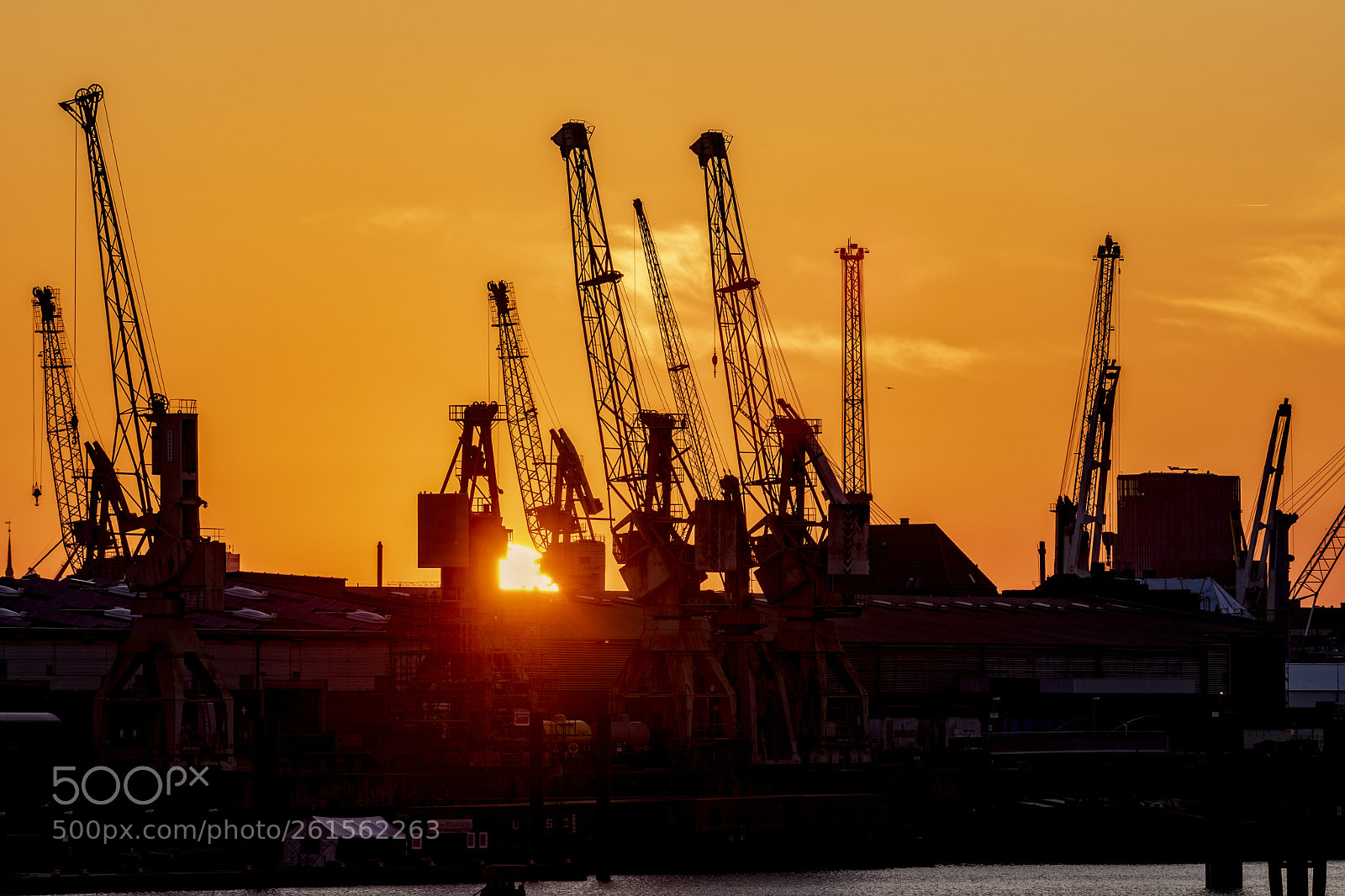 Nikon D5500 sample photo. Cranes photography