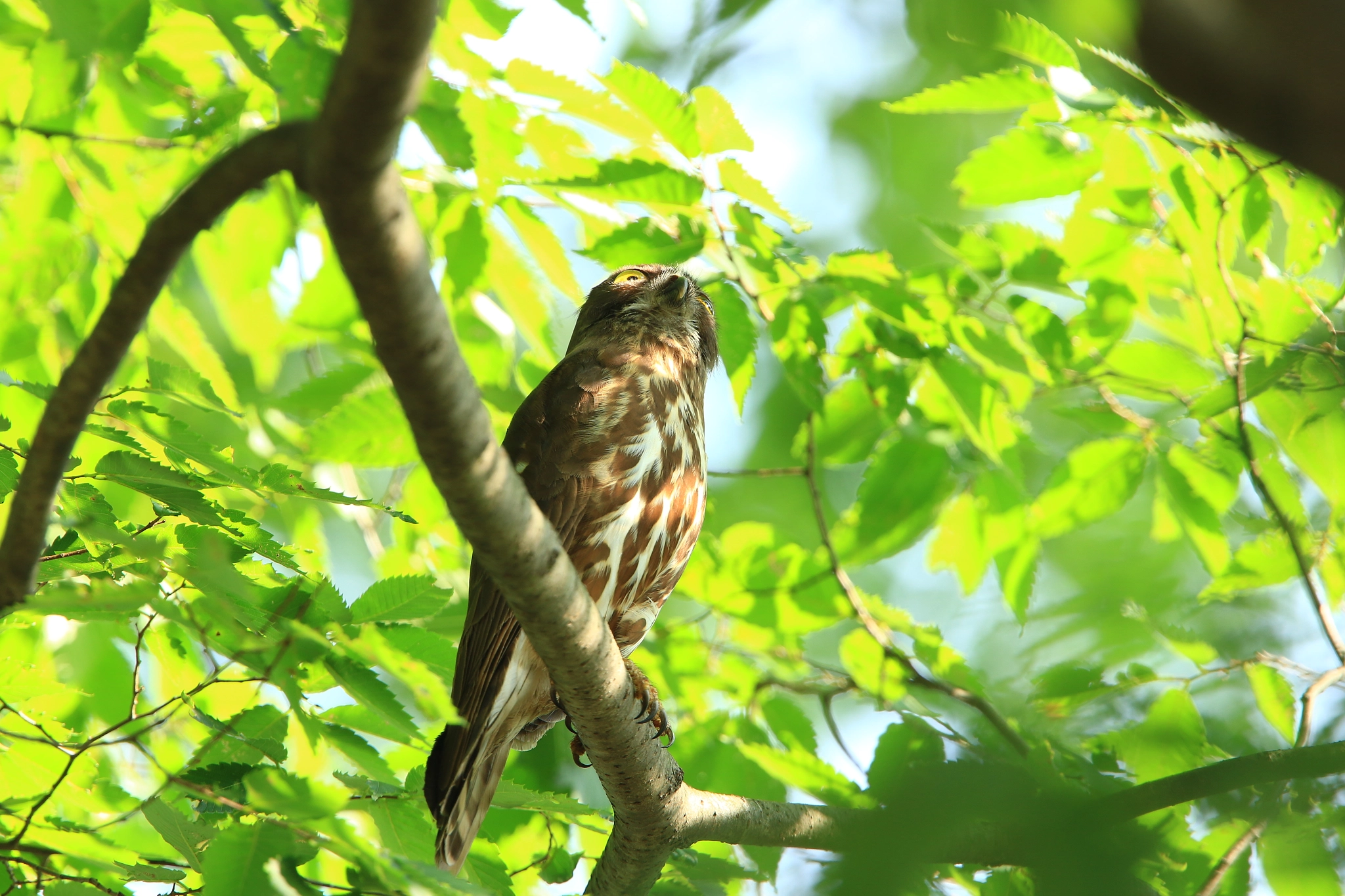 Canon EOS 7D Mark II + Canon EF 400mm F2.8L IS USM sample photo. Brown hawk owl  アオバズク photography