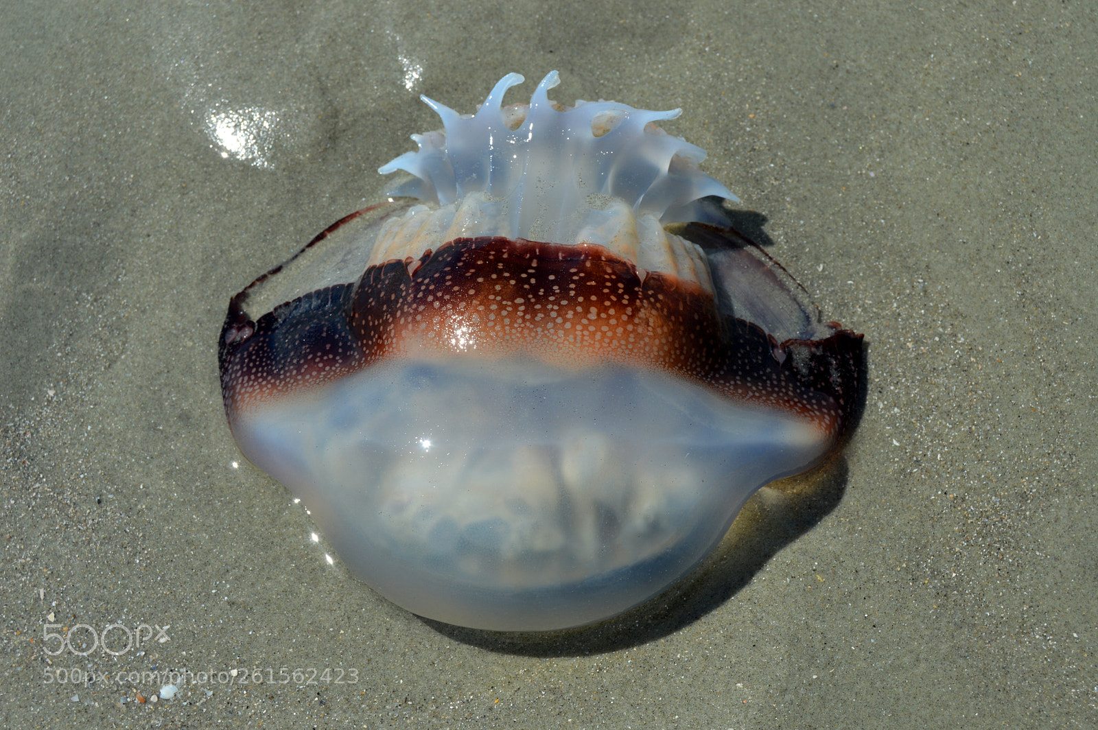 Nikon D3200 sample photo. Cannonball jellyfish photography