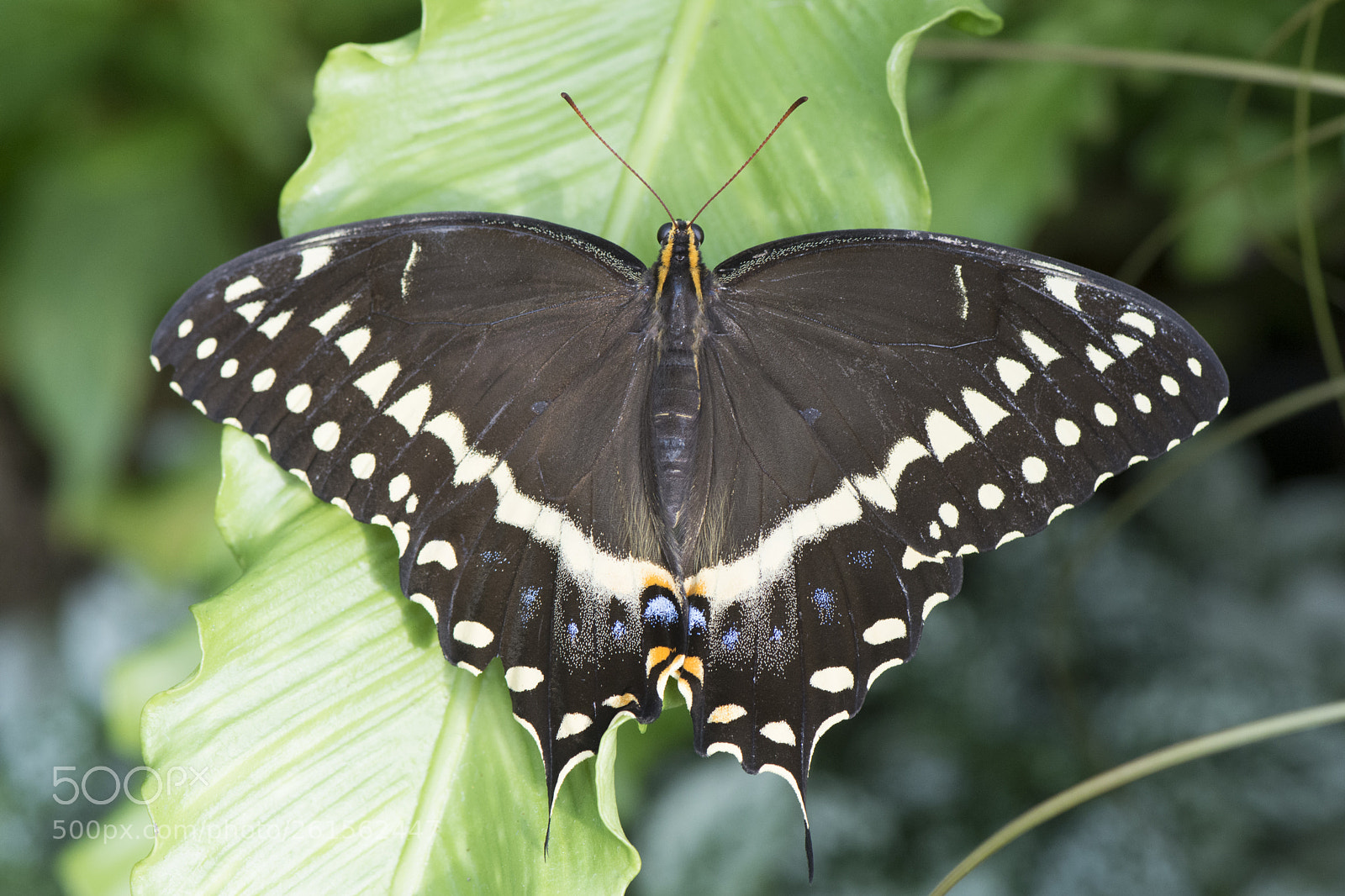 Nikon D7200 sample photo. Butterfly 2018-45 photography