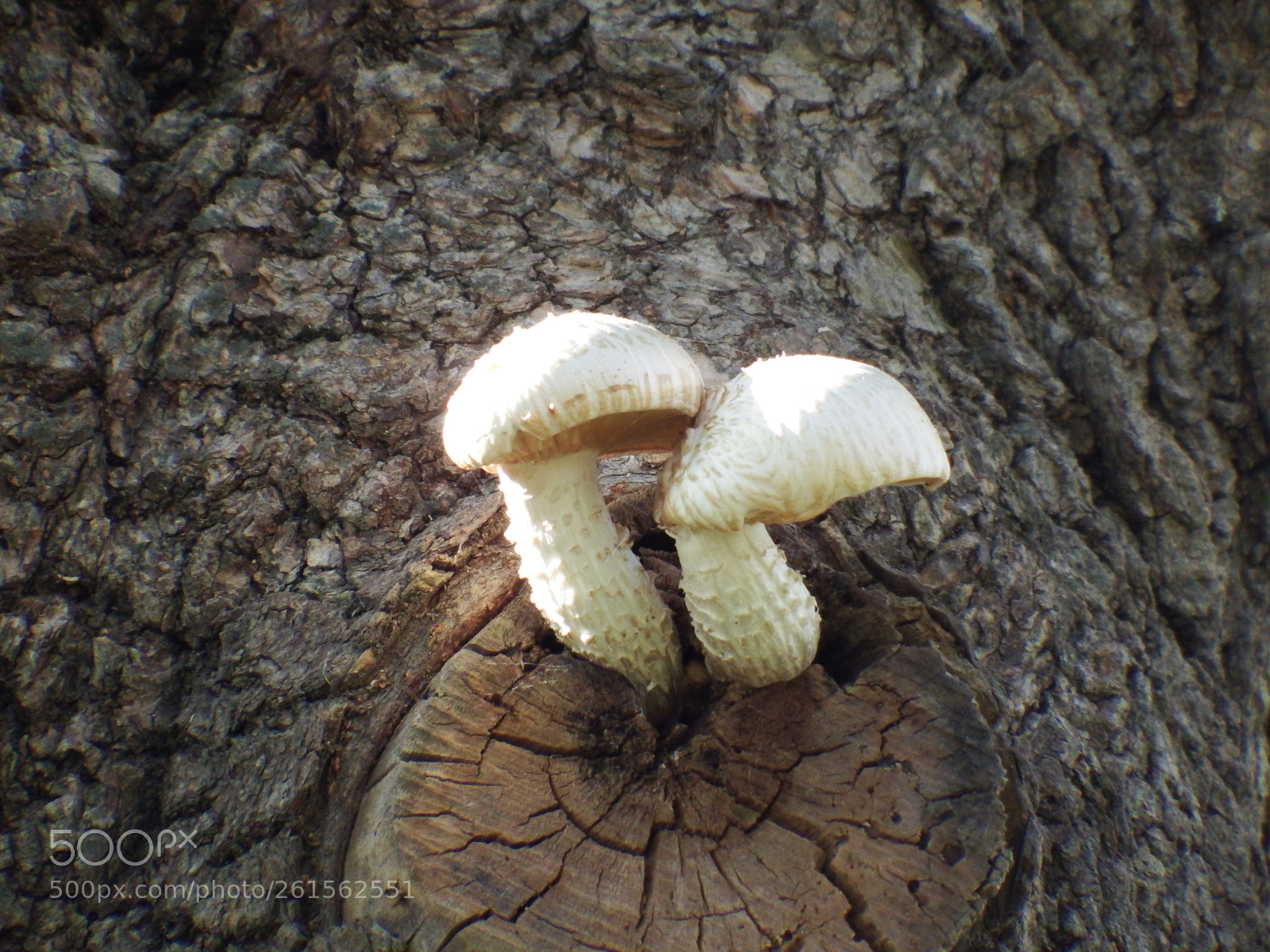 Fujifilm FinePix S1 sample photo. Twin fungi photography