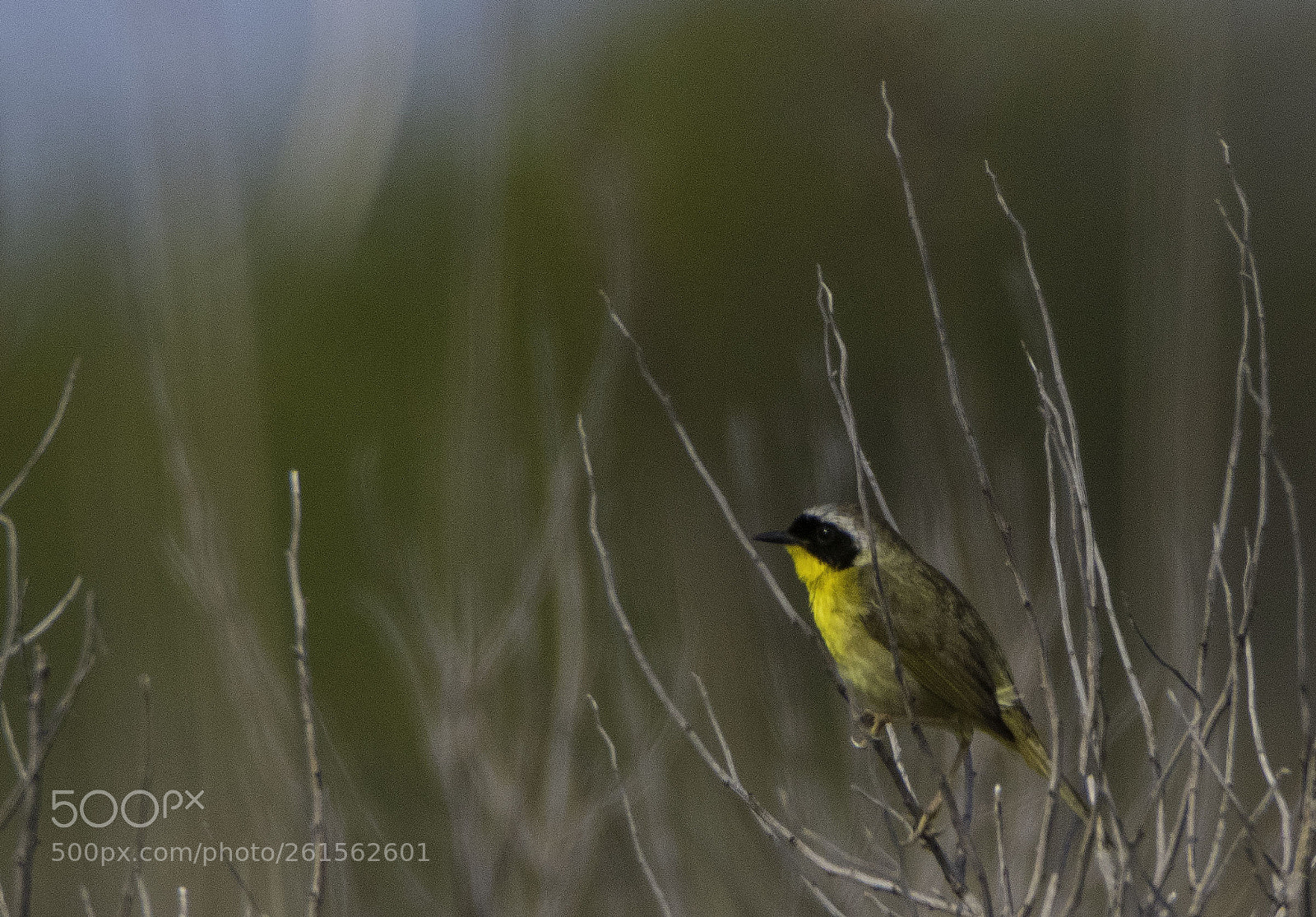 Canon EOS 80D sample photo. Yellow throat male in photography