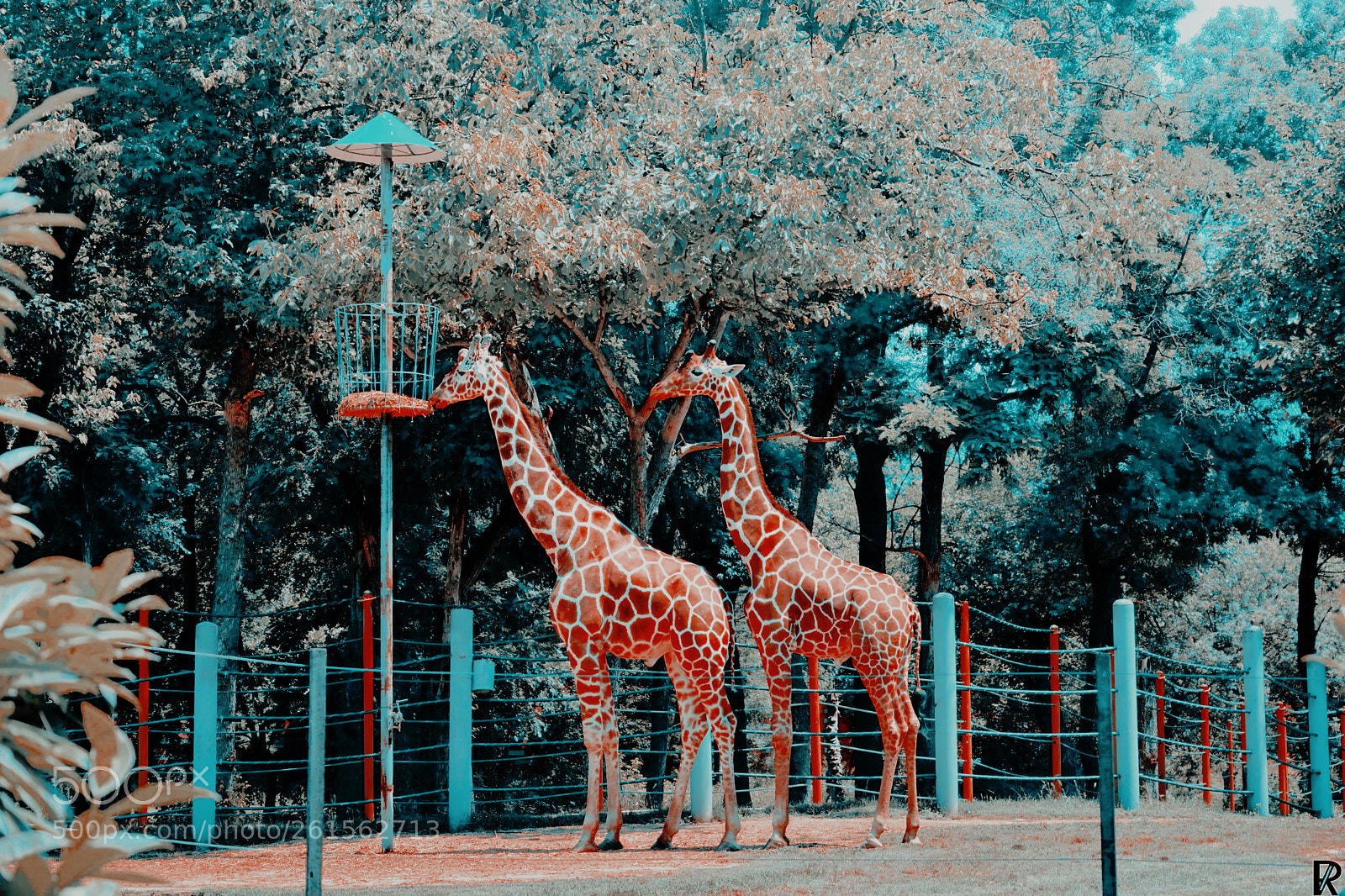 Nikon D3300 sample photo. Giraffes @ zoo skopje. macedonia photography