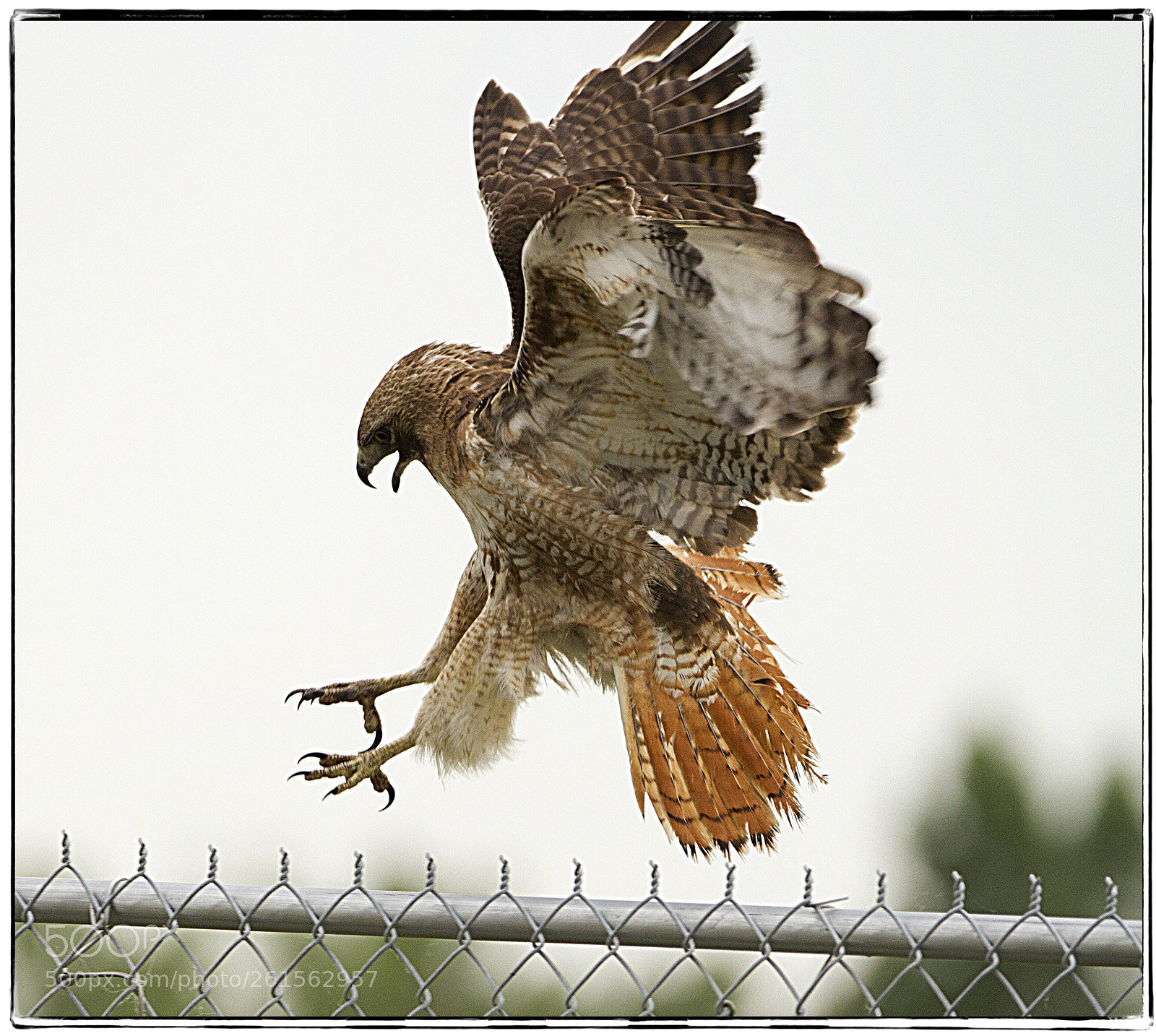 Canon EOS 7D sample photo. Red-tailed hawk landing. photography