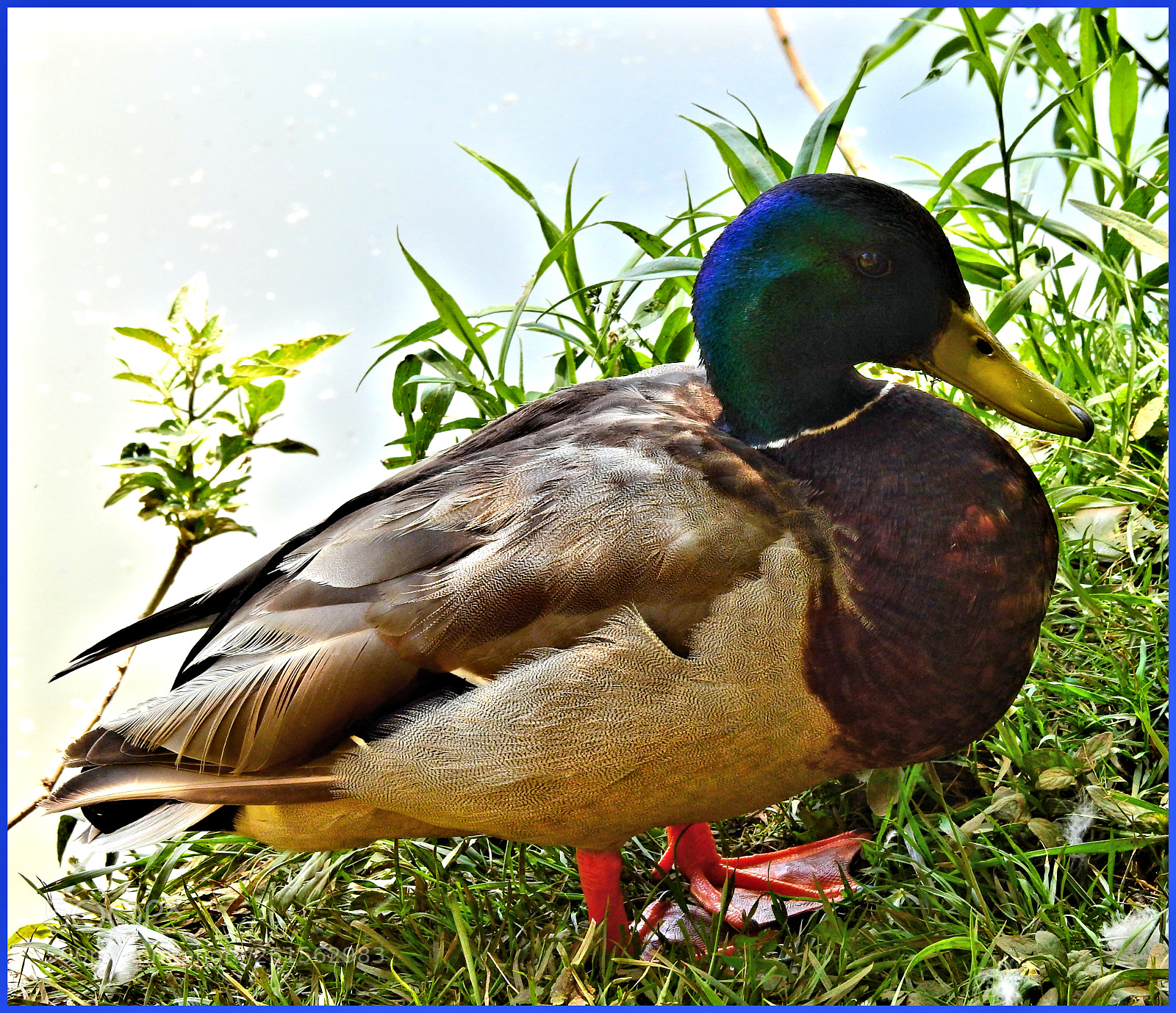 Nikon Coolpix P900 sample photo. Cute mallard photography