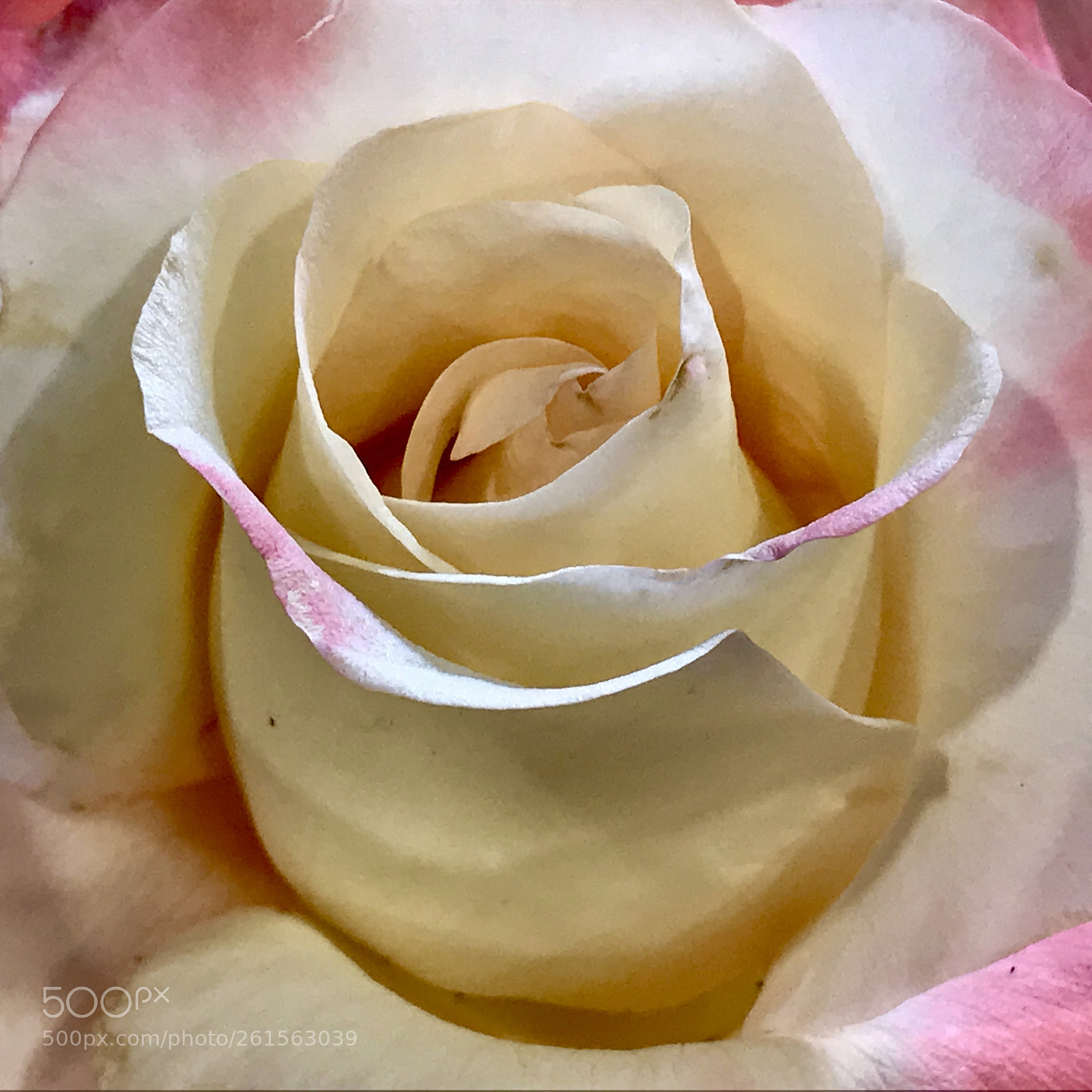 Apple iPhone 7 sample photo. Beige rose with pink photography