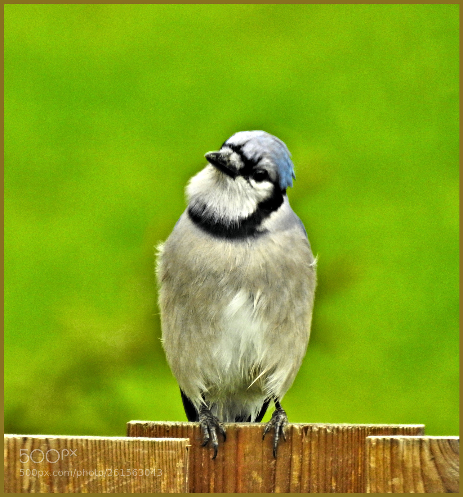 Nikon Coolpix P900 sample photo. Curious blue jay photography