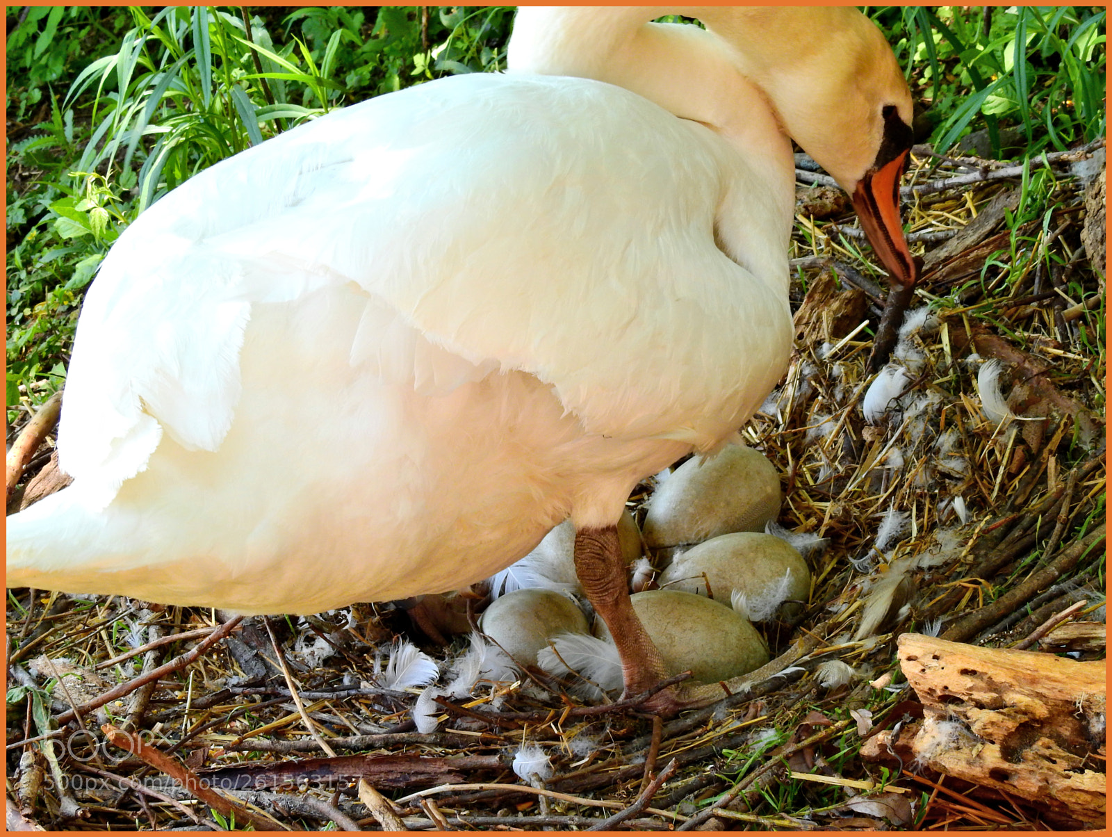 Nikon Coolpix P900 sample photo. Swan and eggs photography