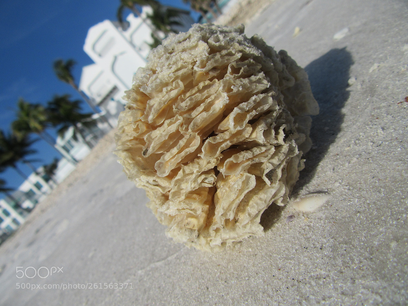 Canon PowerShot SX610 HS sample photo. Photos in bonita springs photography