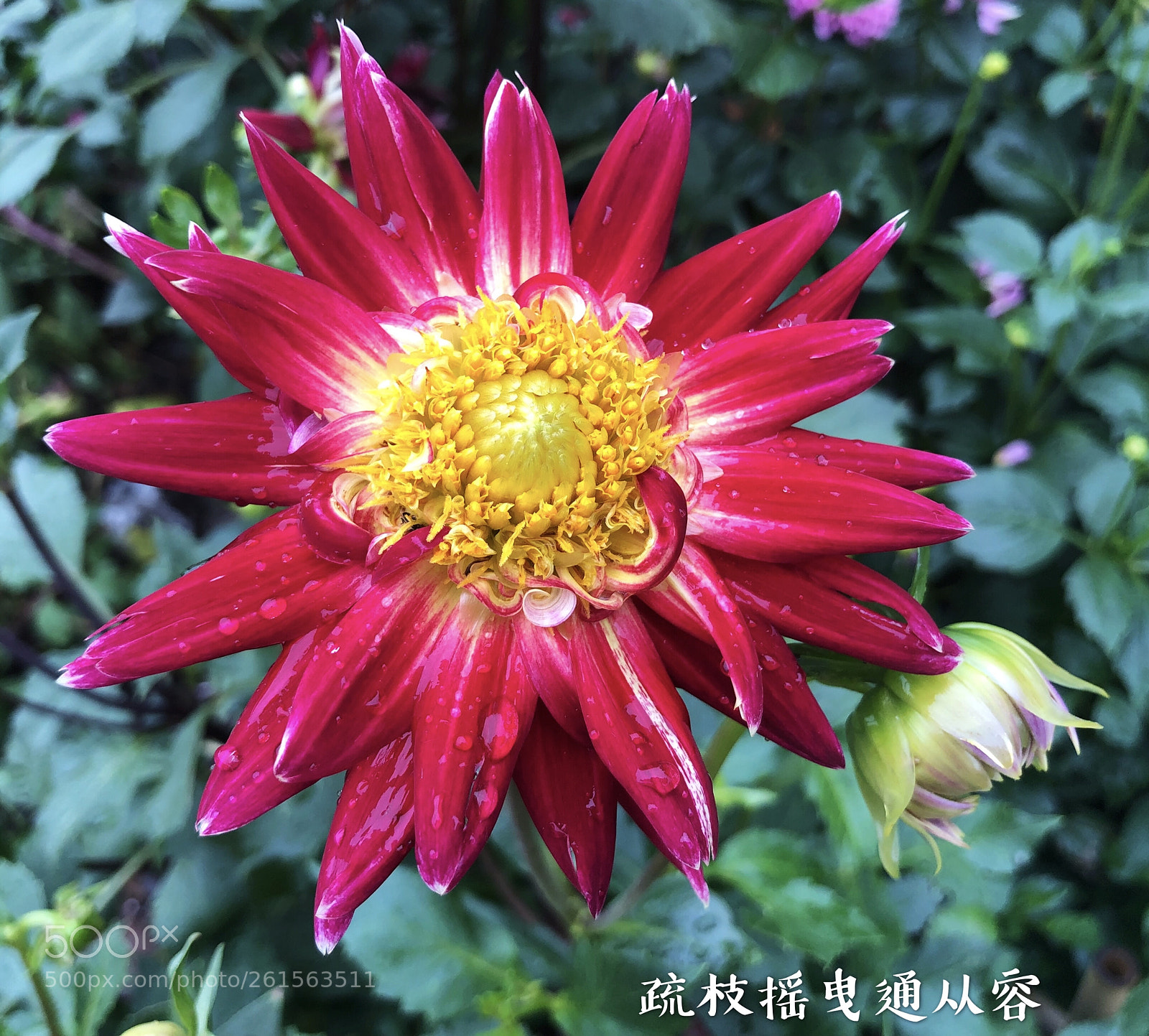 Apple iPhone X sample photo. Untitled photography