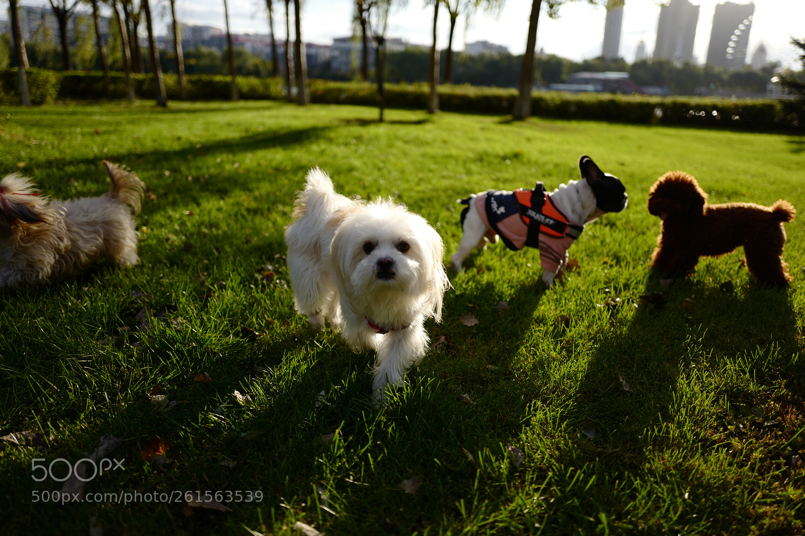 Leica Q (Typ 116) sample photo. Dogs photography