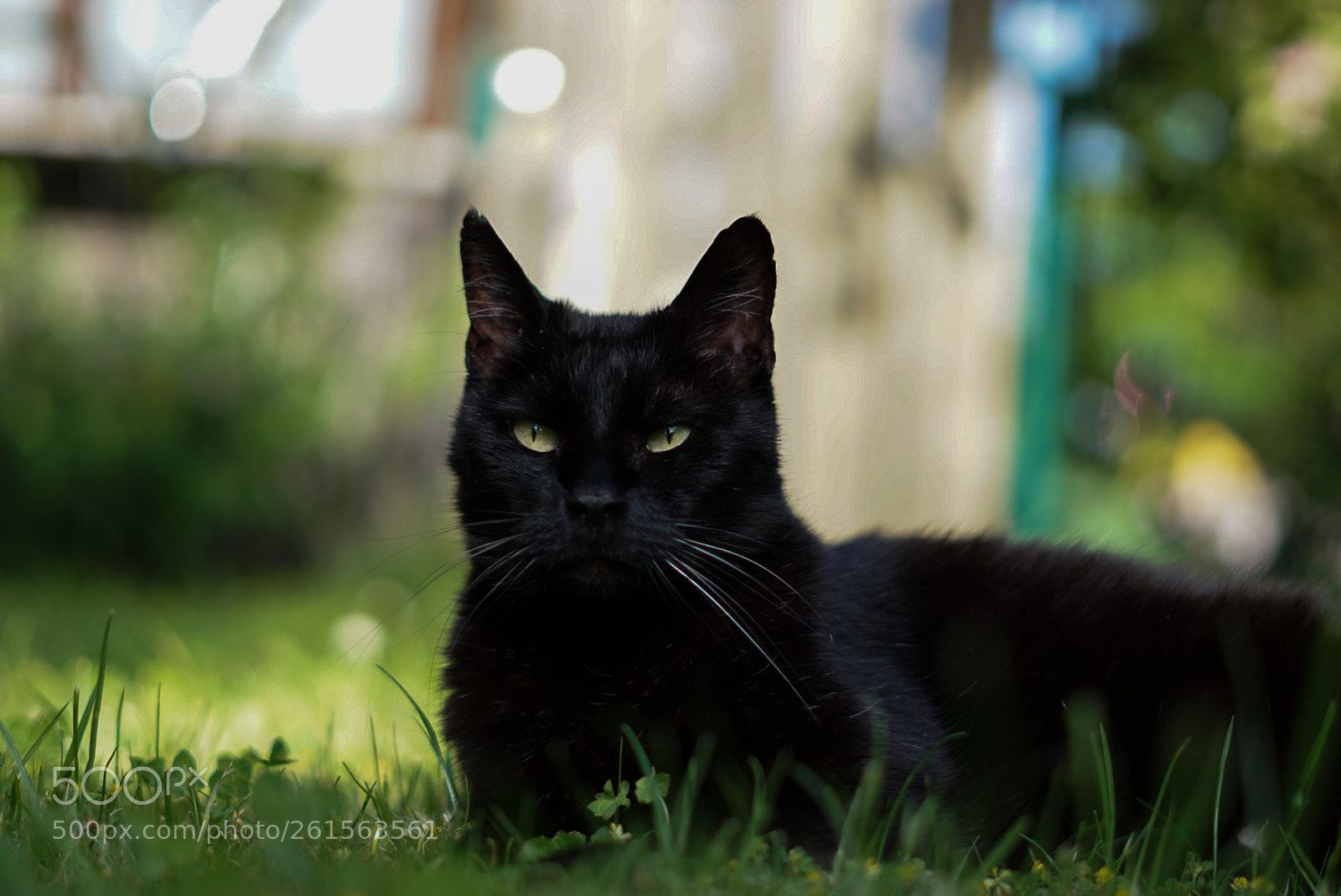 Sony a6000 sample photo. Untitled photography