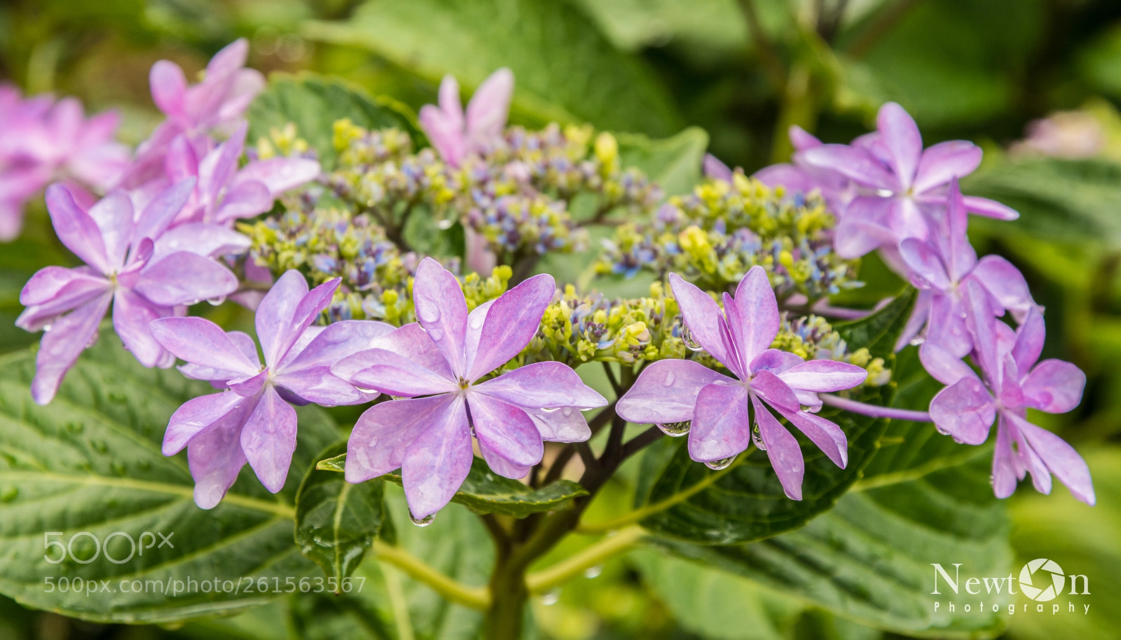 Nikon D7200 sample photo. Hydrangeas photography