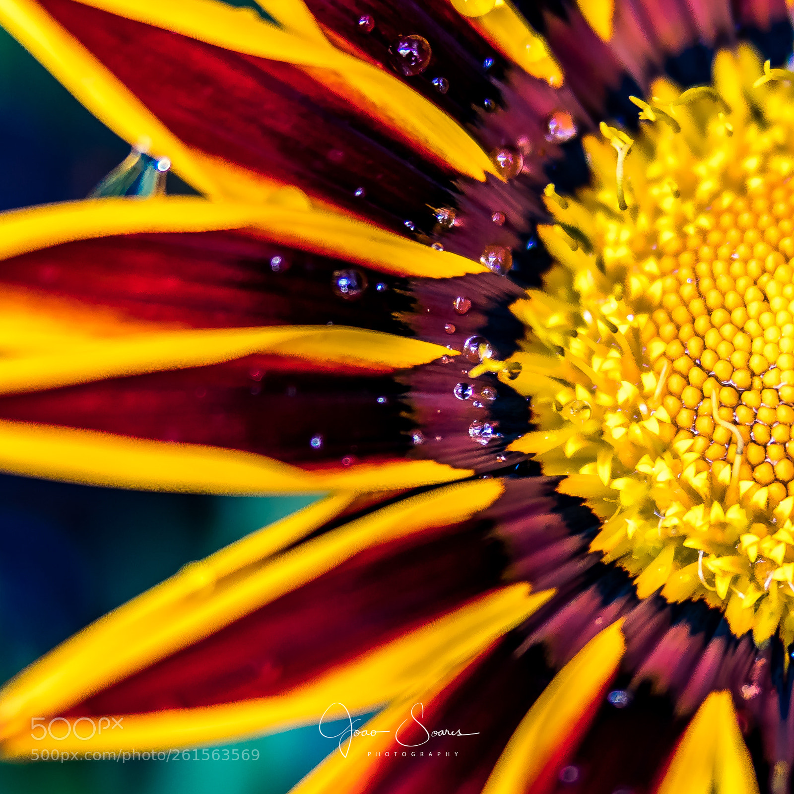 Canon EOS 5D Mark IV sample photo. After the rain photography