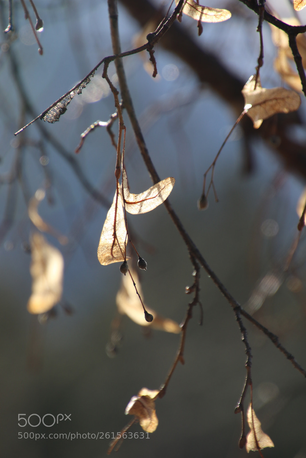 Canon EOS 7D Mark II sample photo. Untitled photography