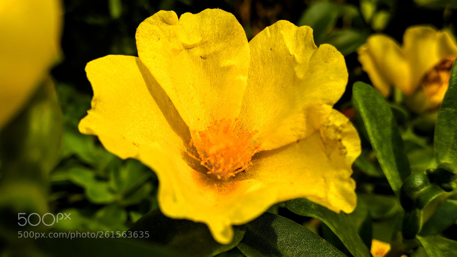 Xiaomi Mi A1 sample photo. Flower photography