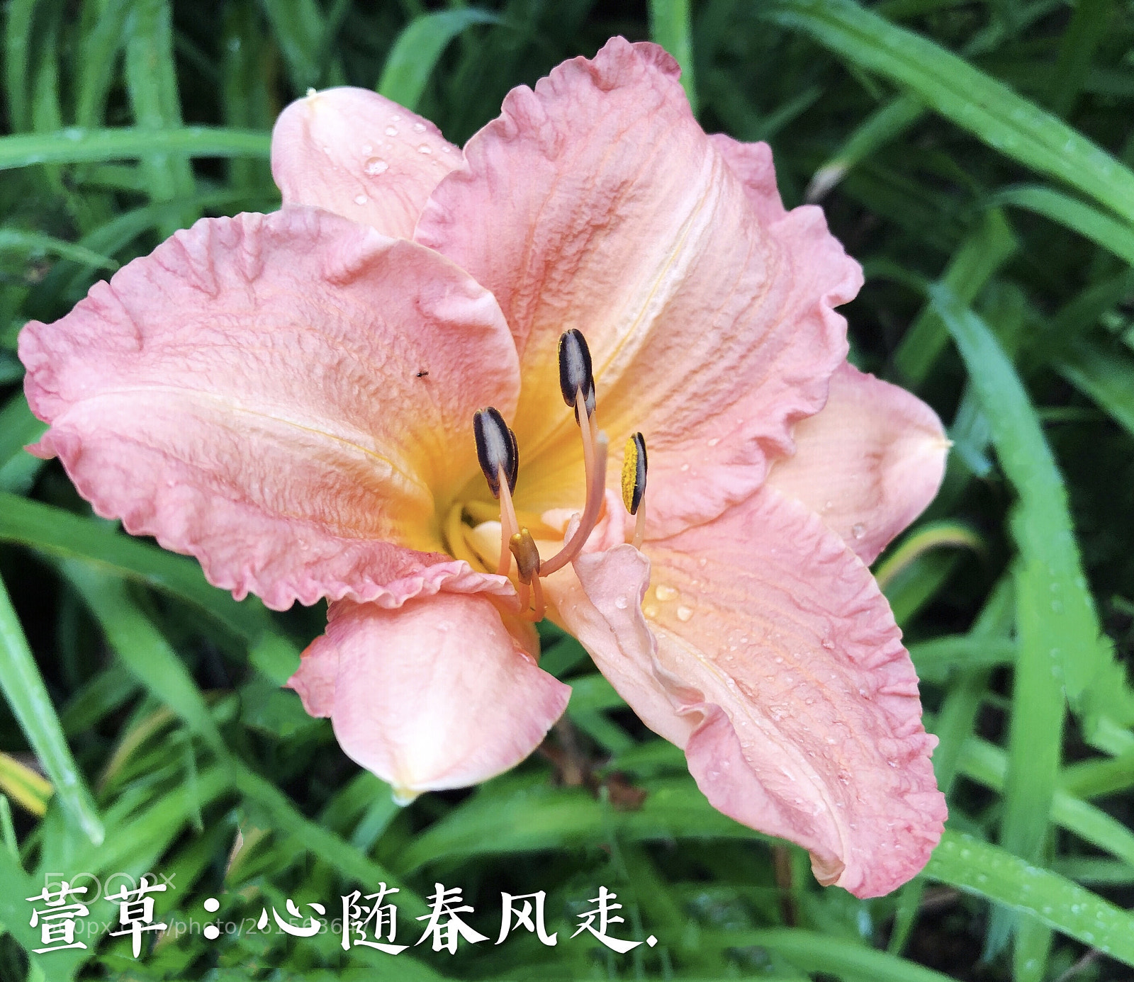 Apple iPhone X sample photo. Untitled photography