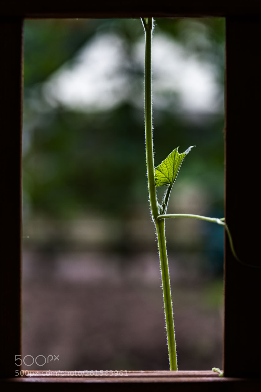 Canon EOS 6D Mark II sample photo. Untitled photography