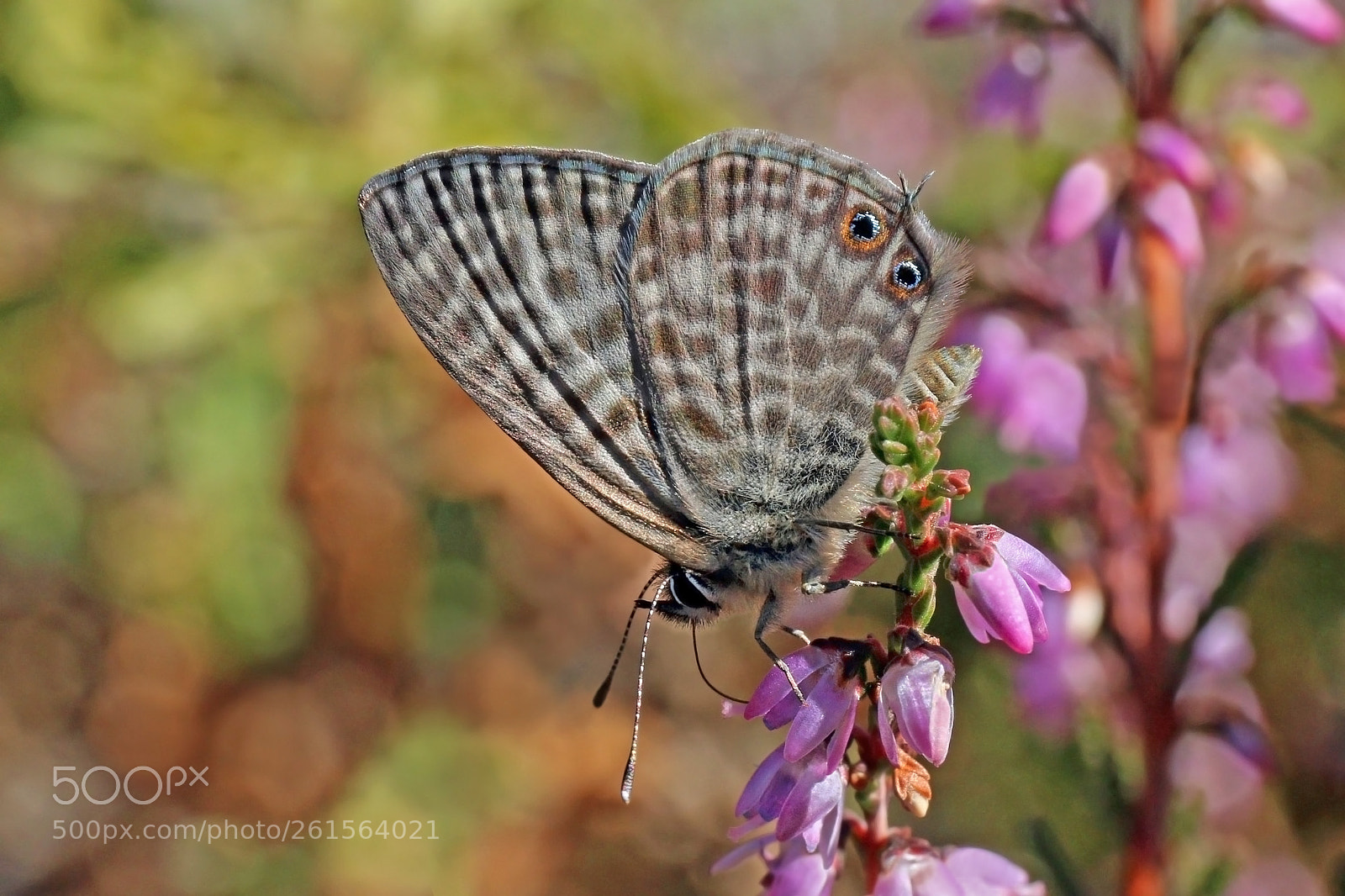 Canon EOS 70D sample photo. Picture of the day photography