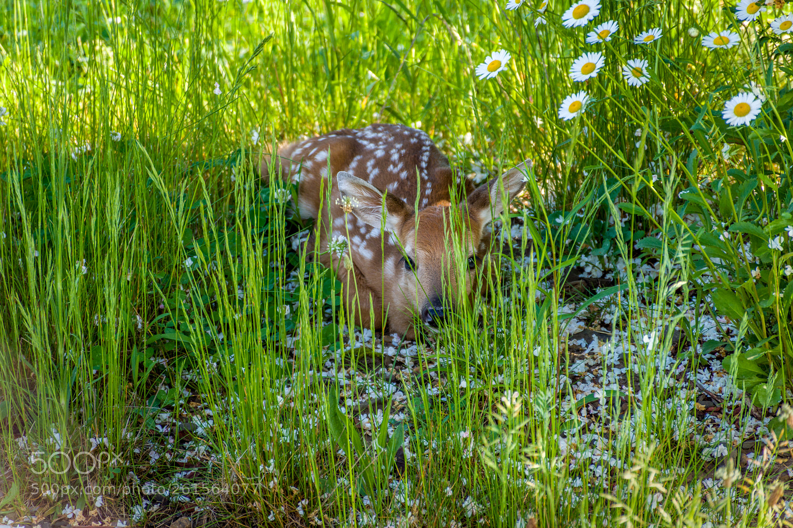 Nikon D7200 sample photo. Baby deer lying in photography