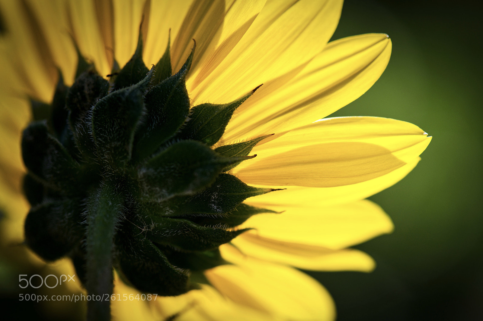 Nikon D850 sample photo. Soaking up the sunlight photography