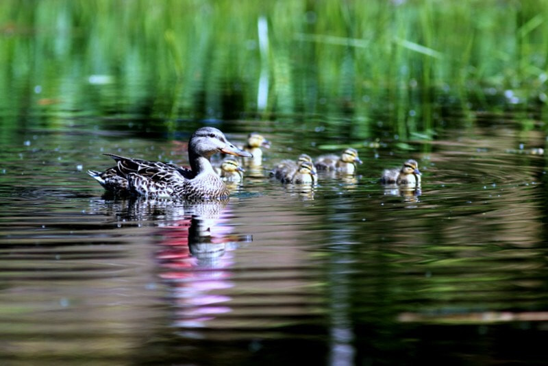 Canon EOS 700D (EOS Rebel T5i / EOS Kiss X7i) sample photo. Famille de colvert photography