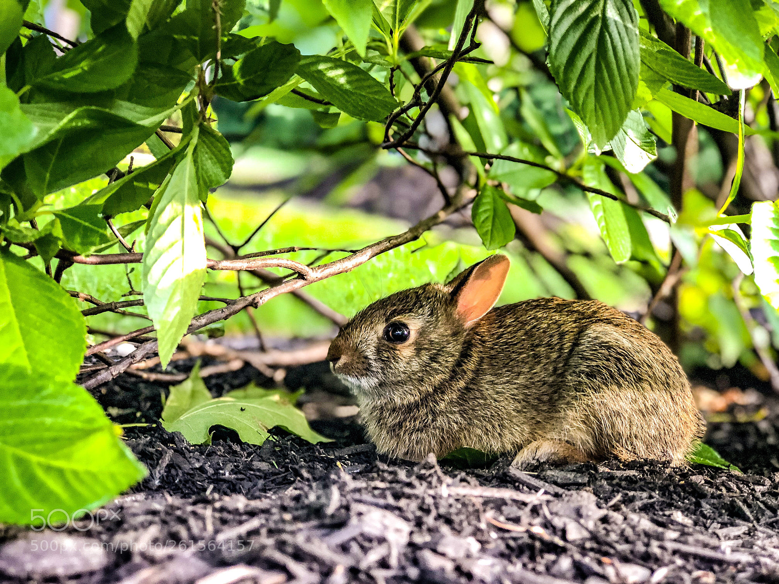 Apple iPhone 8 Plus sample photo. Baby bunny  photography