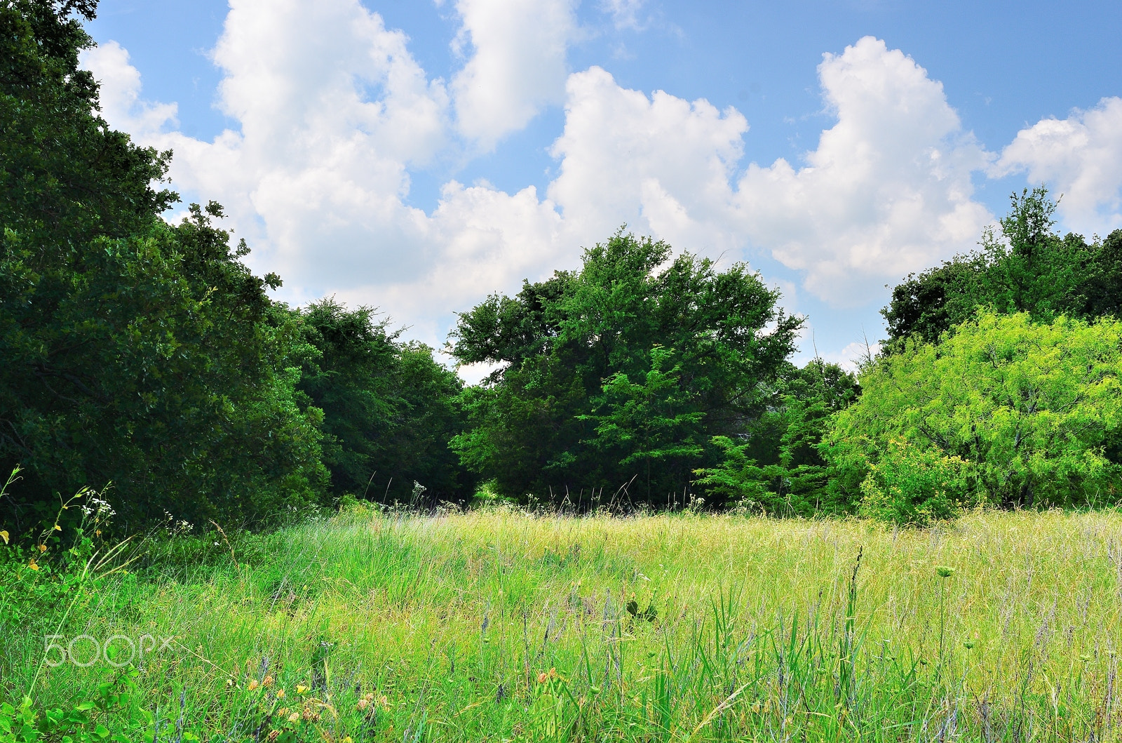 Nikon D7000 + Nikon AF Nikkor 24mm F2.8D sample photo. North texas spring day photography