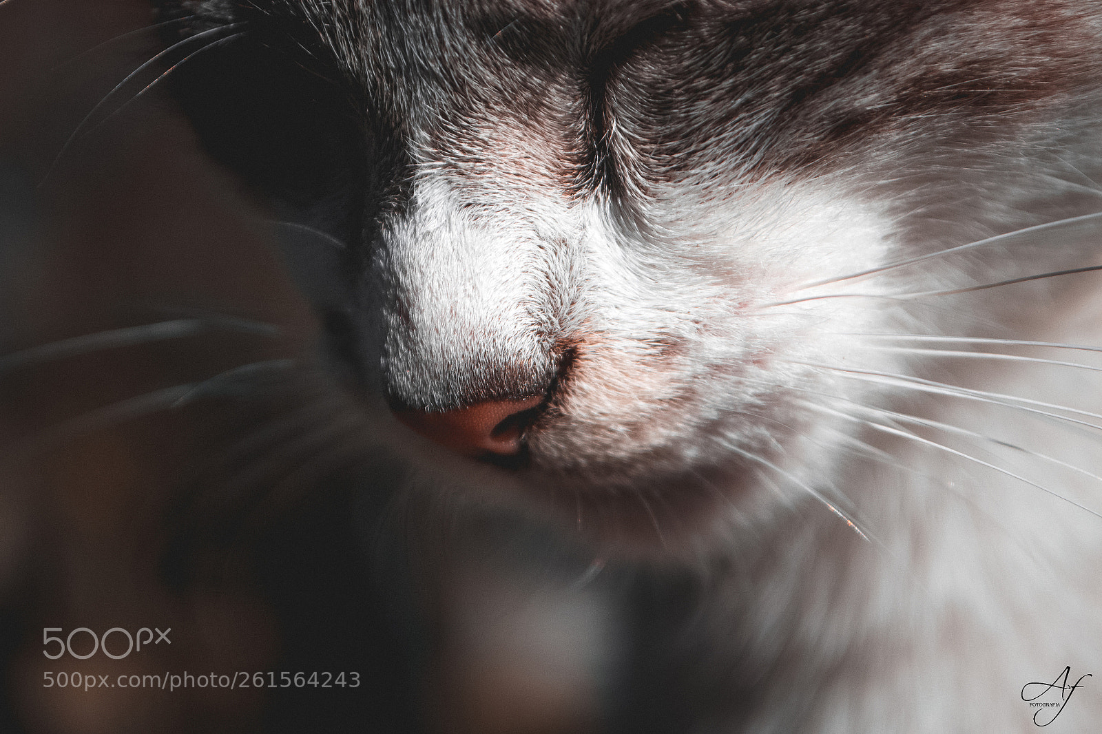 Nikon D3100 sample photo. Gato photography