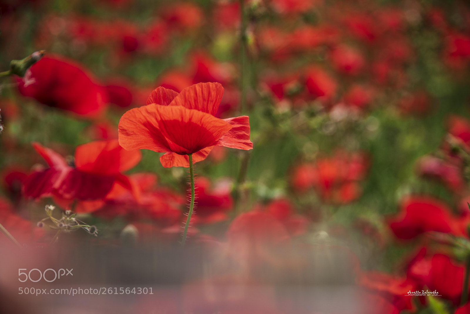 Nikon D750 sample photo. The beauty of nature photography
