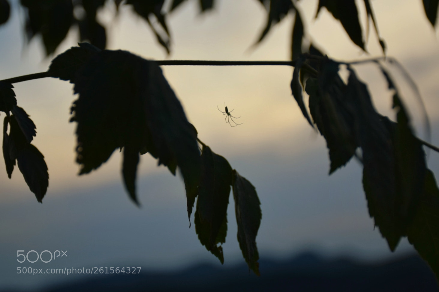 Nikon D5300 sample photo. Small spider photography