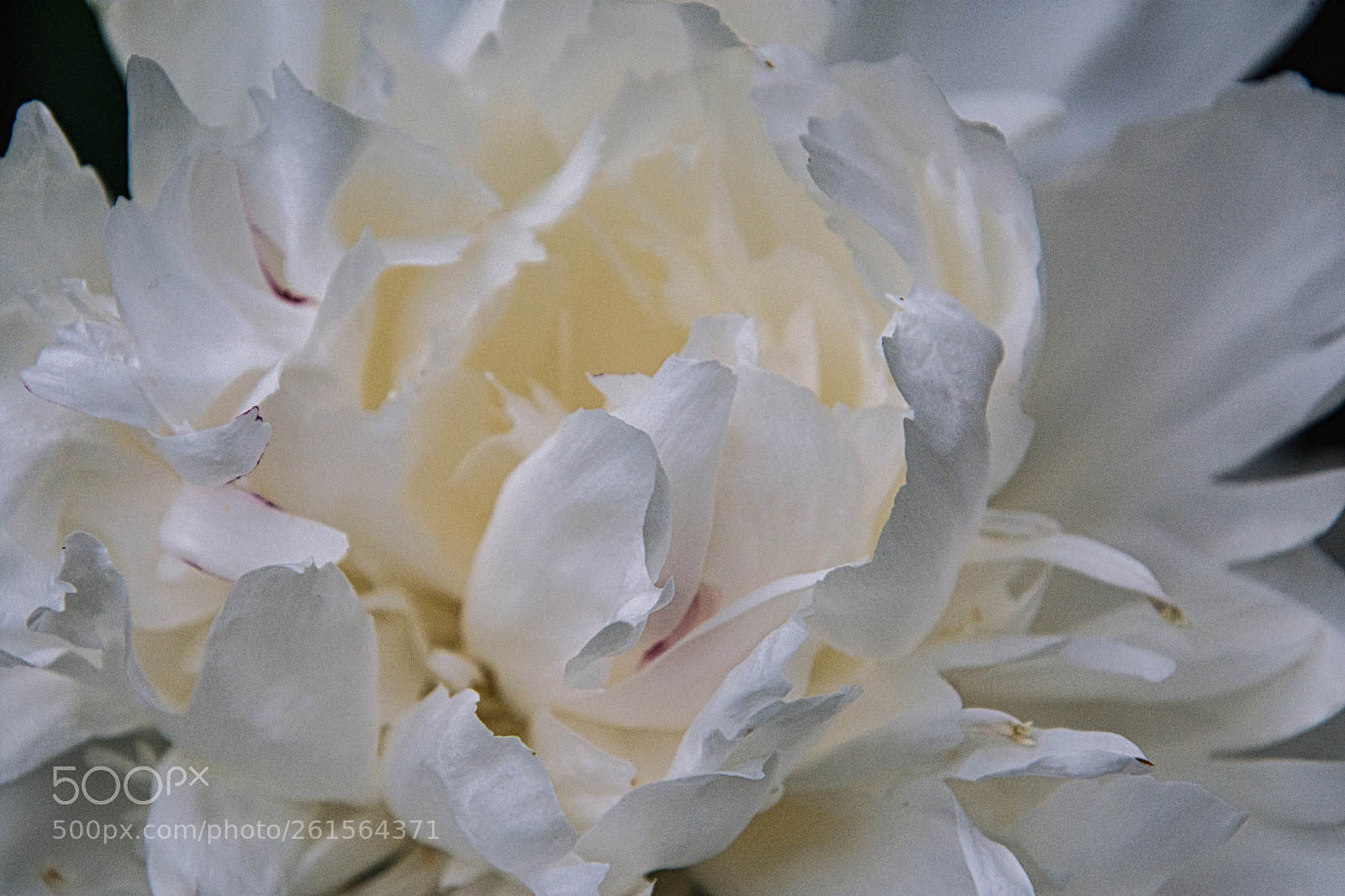 Nikon D7200 sample photo. Peony - luminar2018 photography