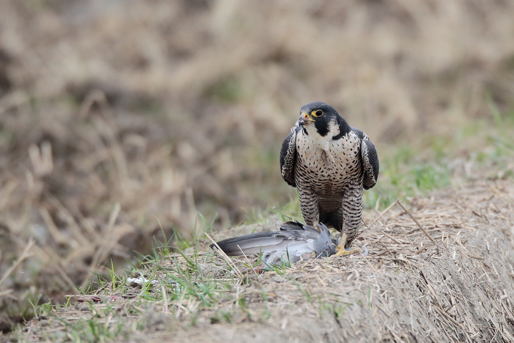 Canon EOS-1D Mark IV sample photo. ハヤブサ peregrine falcon  photography