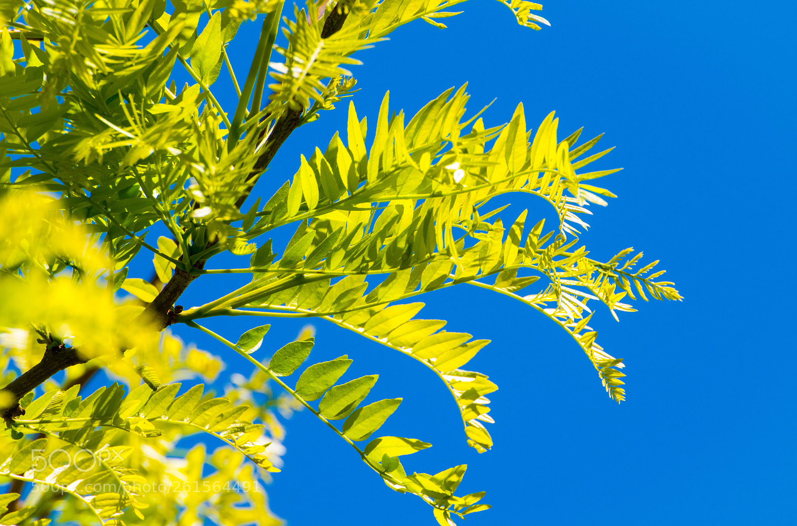 Nikon D5300 sample photo. Spring is here  photography