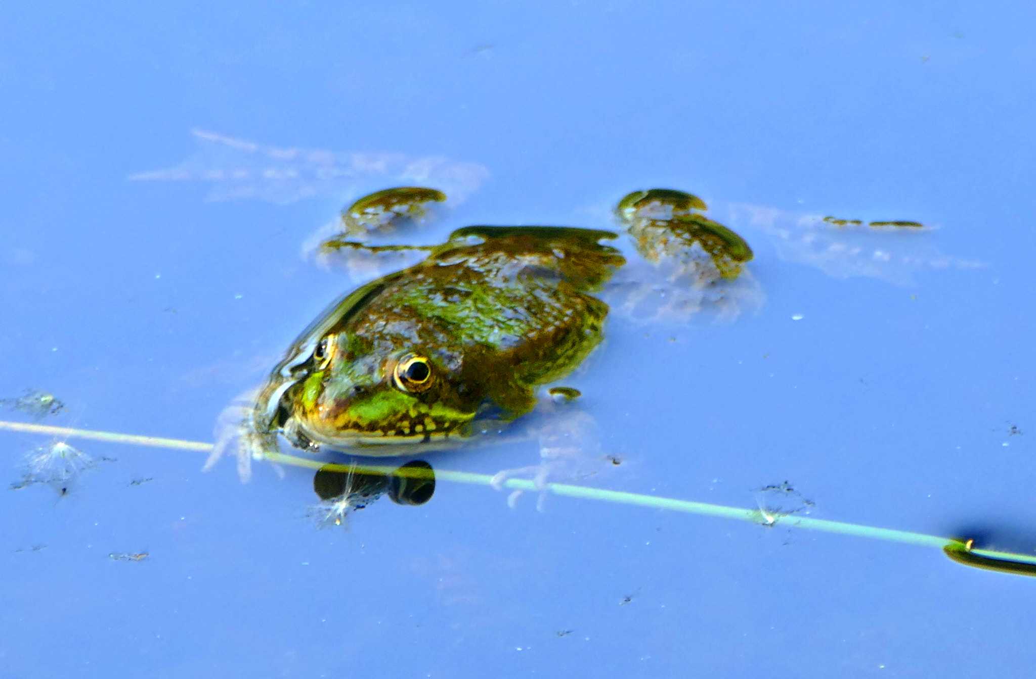 Panasonic PHOTOfunSTUDIO 9.5 PE sample photo. Frog photography