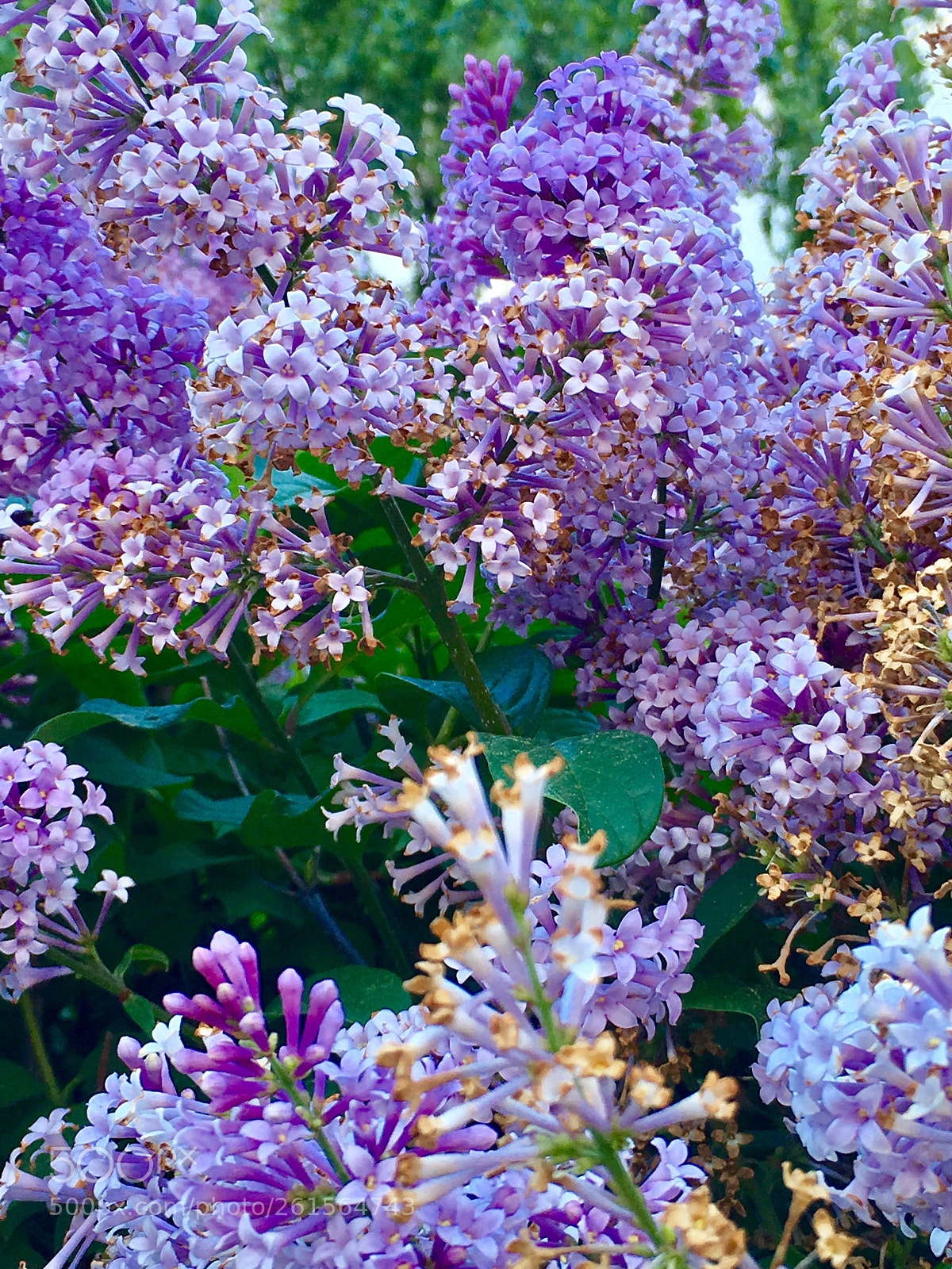Apple iPhone SE sample photo. Lilac bush photography