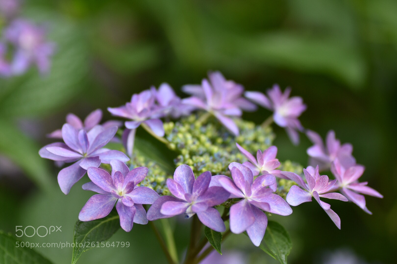 Nikon D7200 sample photo. Hydrangea photography